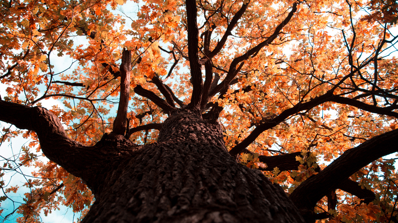 Feuille, Couleur, Écorce de Caryer, Plantes Ligneuses, Feuilles Caduques. Wallpaper in 1366x768 Resolution