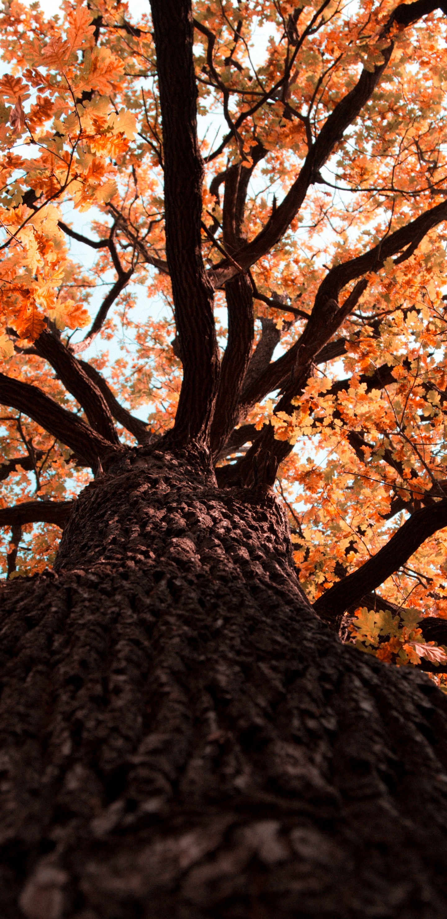 Gun Barrel, Blatt, Farbwert, Stamm, Baum. Wallpaper in 1440x2960 Resolution