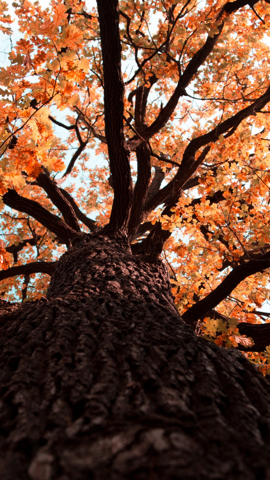 Gun Barrel, Leaf, Color, Trunk, Tree. Wallpaper in 1080x1920 Resolution