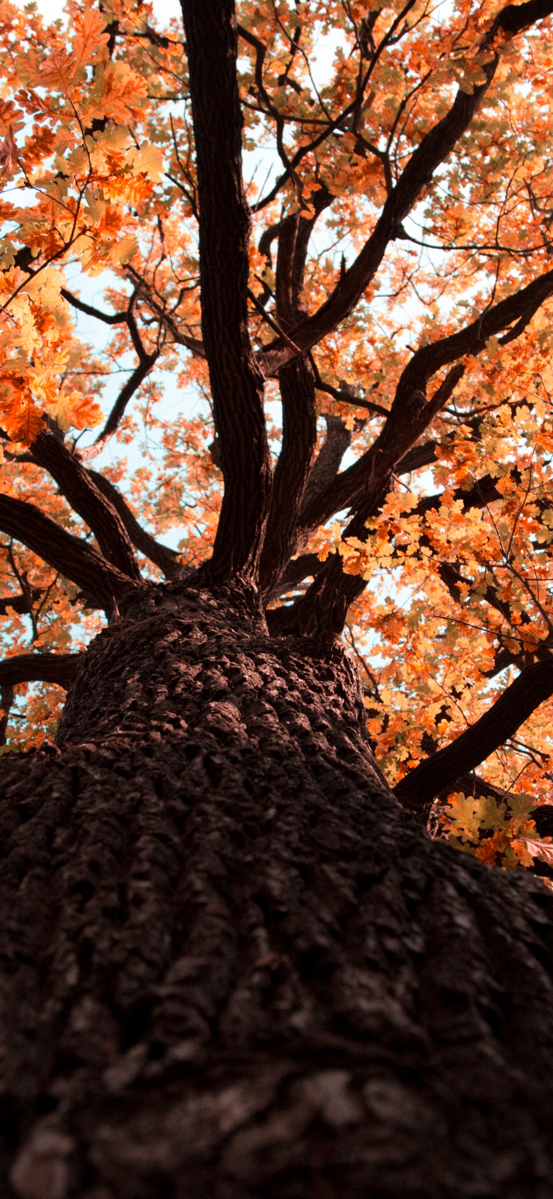 Gun Barrel, Leaf, Color, Trunk, Tree. Wallpaper in 1125x2436 Resolution