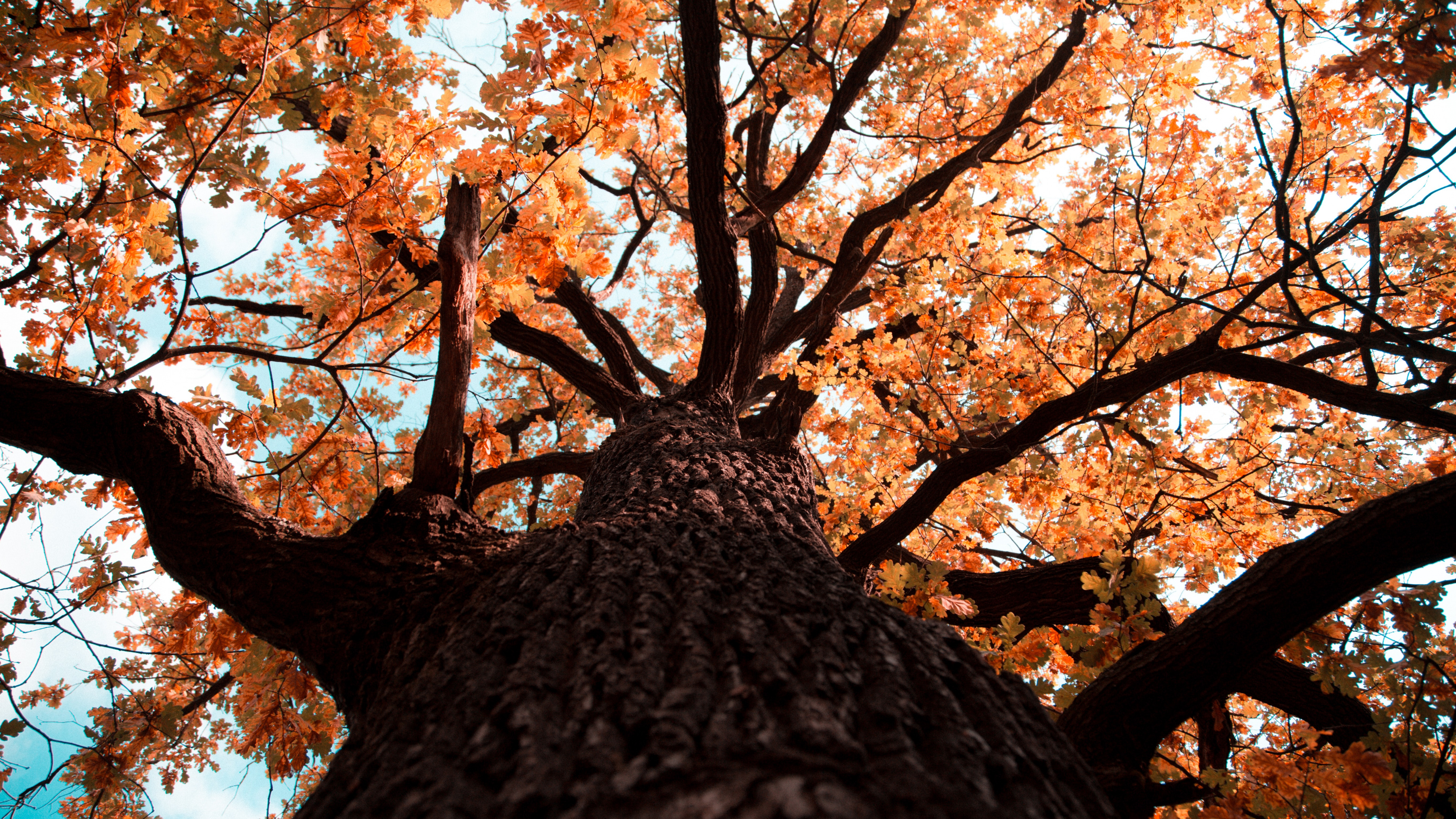 Gun Barrel, Leaf, Color, Trunk, Tree. Wallpaper in 3840x2160 Resolution