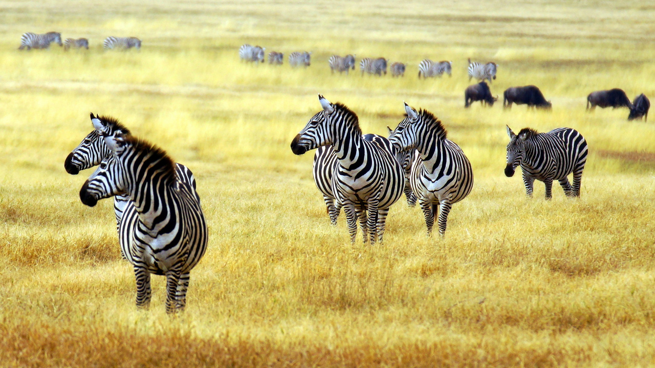 Zebra on Green Grass Field During Daytime. Wallpaper in 1280x720 Resolution