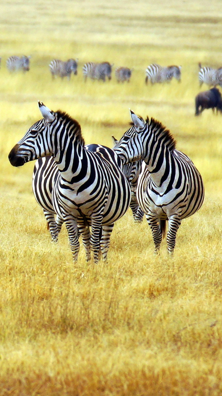 Zebra Auf Der Grünen Wiese Tagsüber. Wallpaper in 750x1334 Resolution