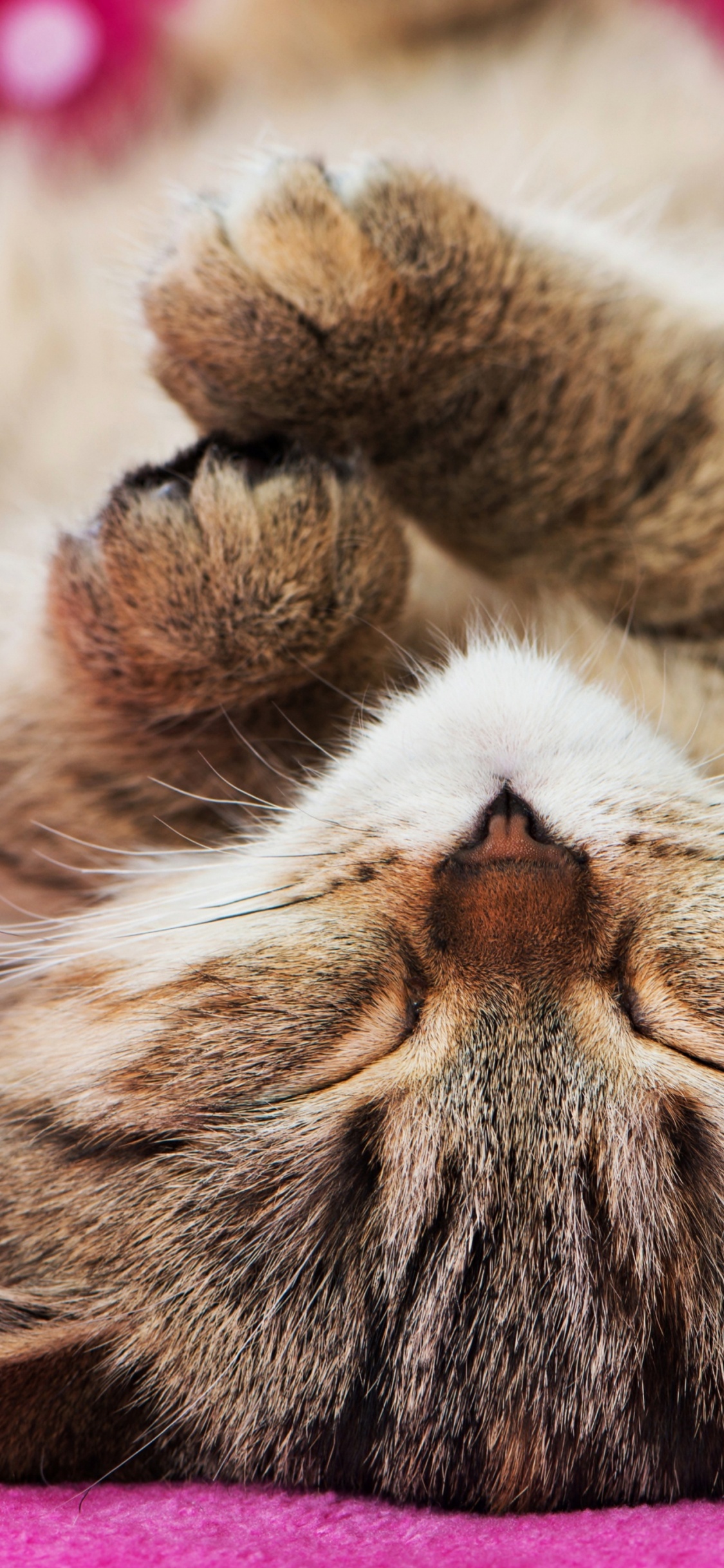 Katze, Kätzchen, Britisch Kurzhaar, Akvazoovettsentr, Katzenbett. Wallpaper in 1125x2436 Resolution