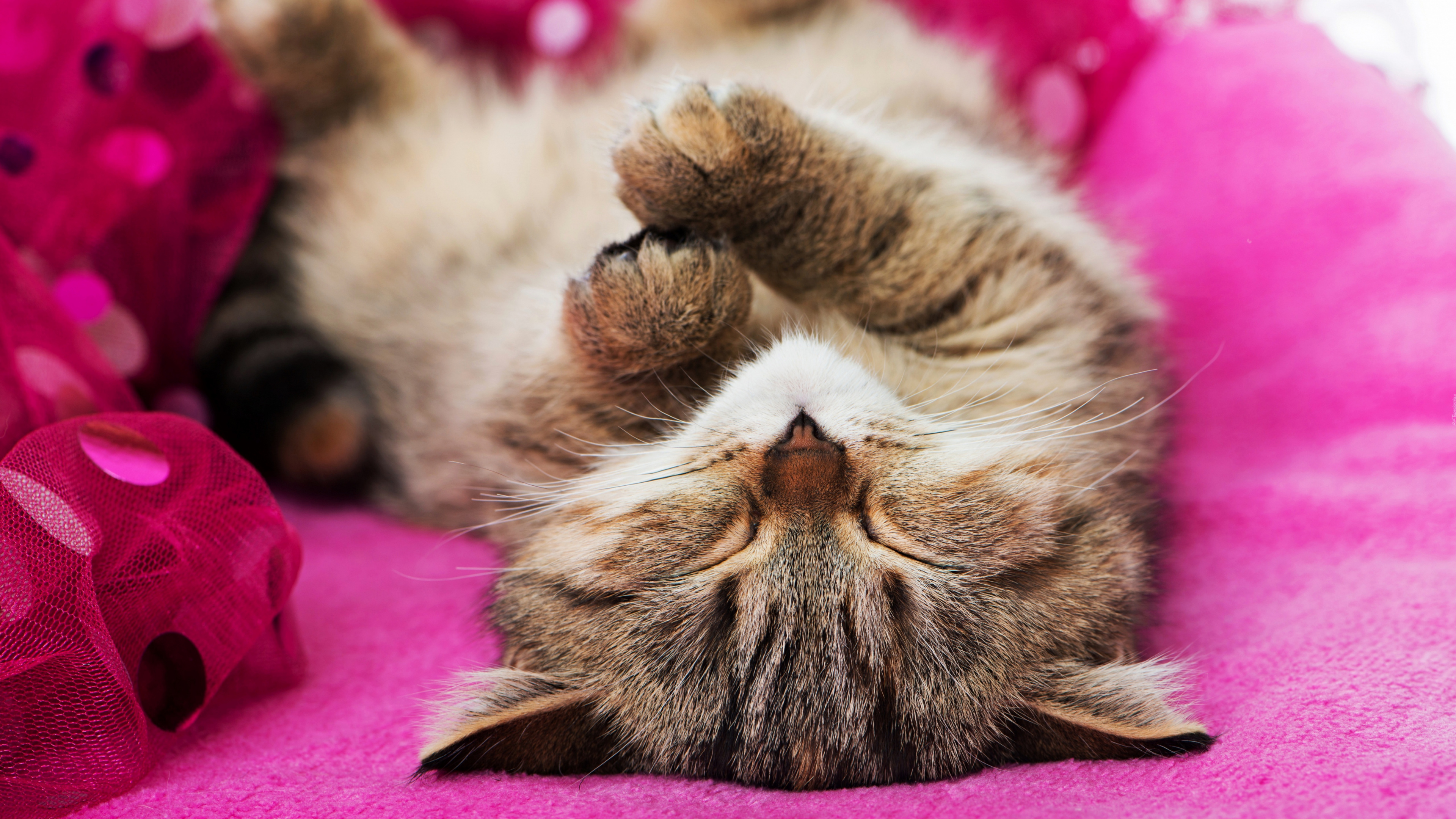 Katze, Kätzchen, Britisch Kurzhaar, Akvazoovettsentr, Katzenbett. Wallpaper in 3840x2160 Resolution