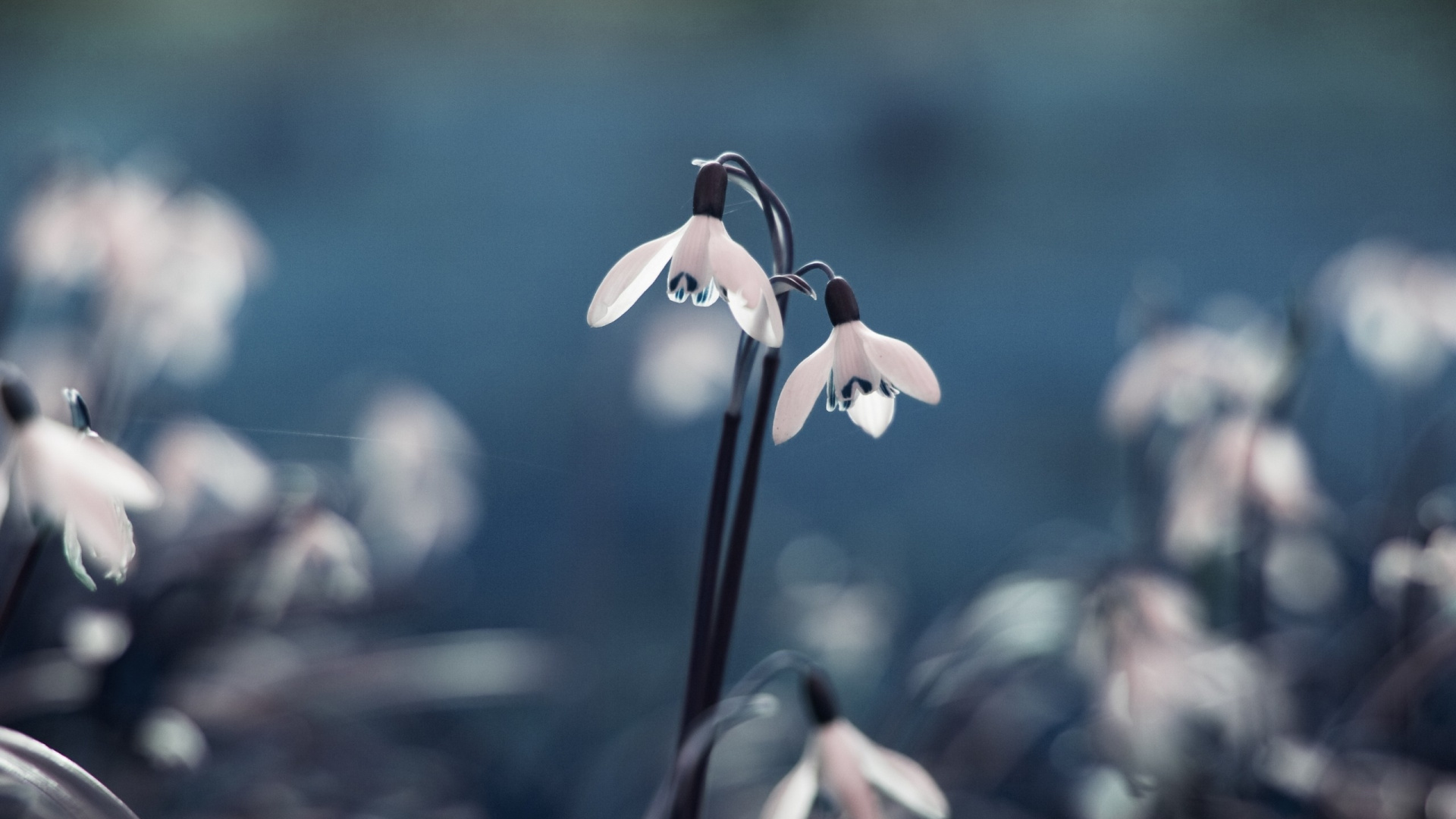 White and Orange Flower in Tilt Shift Lens. Wallpaper in 1920x1080 Resolution