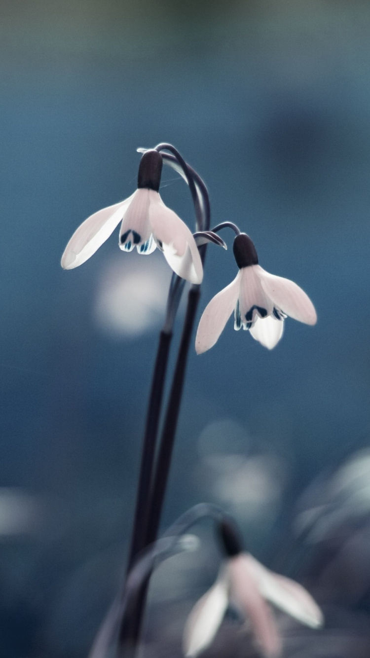 White and Orange Flower in Tilt Shift Lens. Wallpaper in 750x1334 Resolution