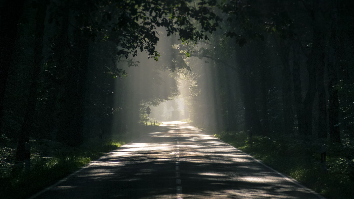 Road, Natur, Gr, Sonnenlicht, Baum. Wallpaper in 1366x768 Resolution