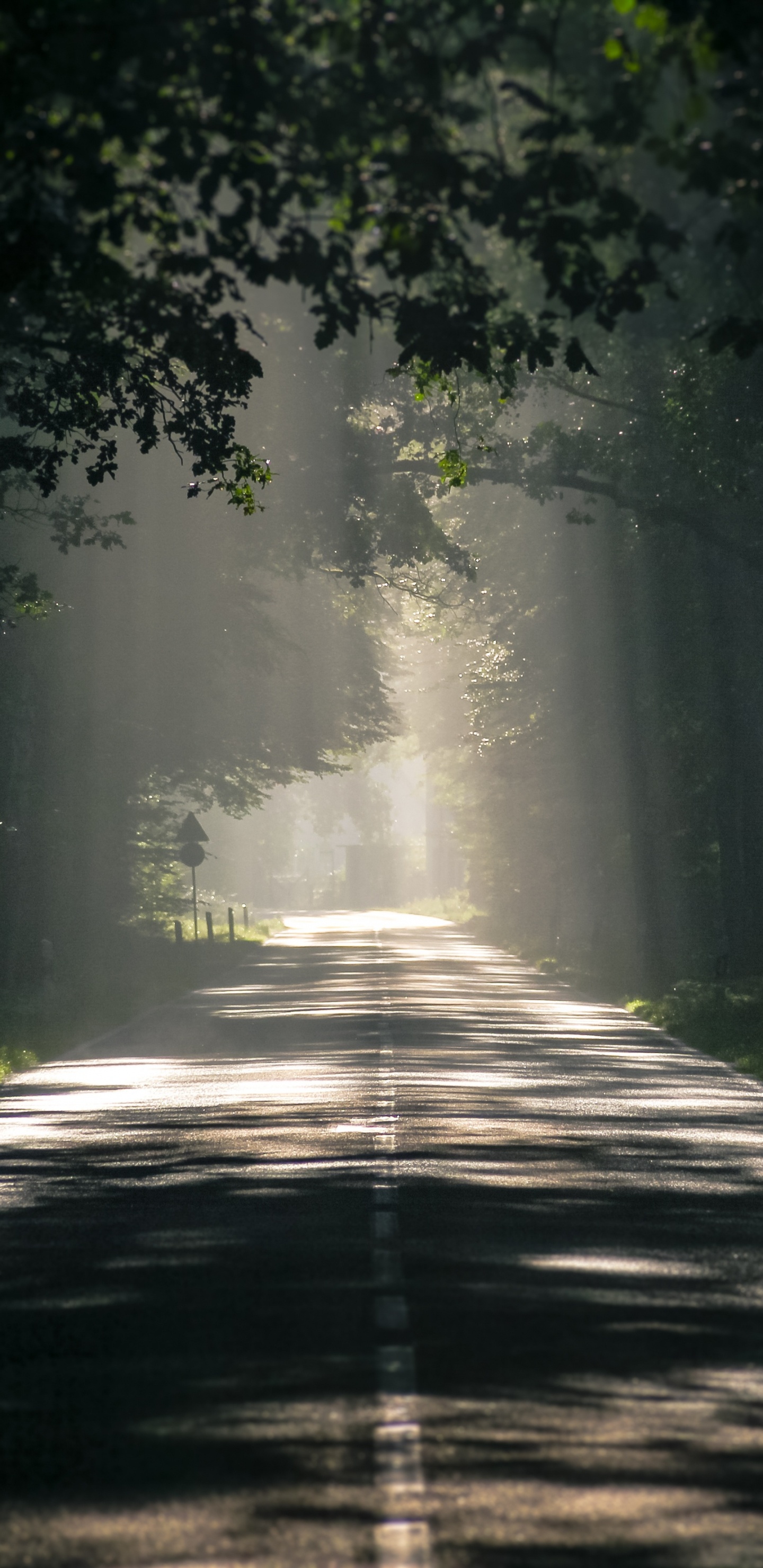 Road, Natur, Gr, Sonnenlicht, Baum. Wallpaper in 1440x2960 Resolution