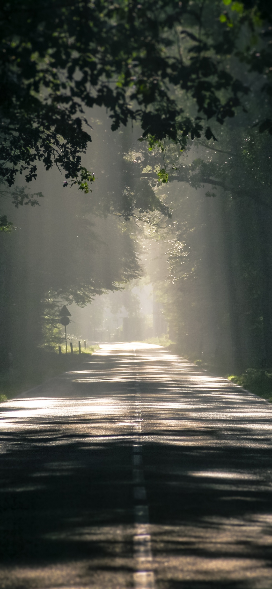 Route, Nature, Green, Environnement Naturel, Lumière. Wallpaper in 1125x2436 Resolution