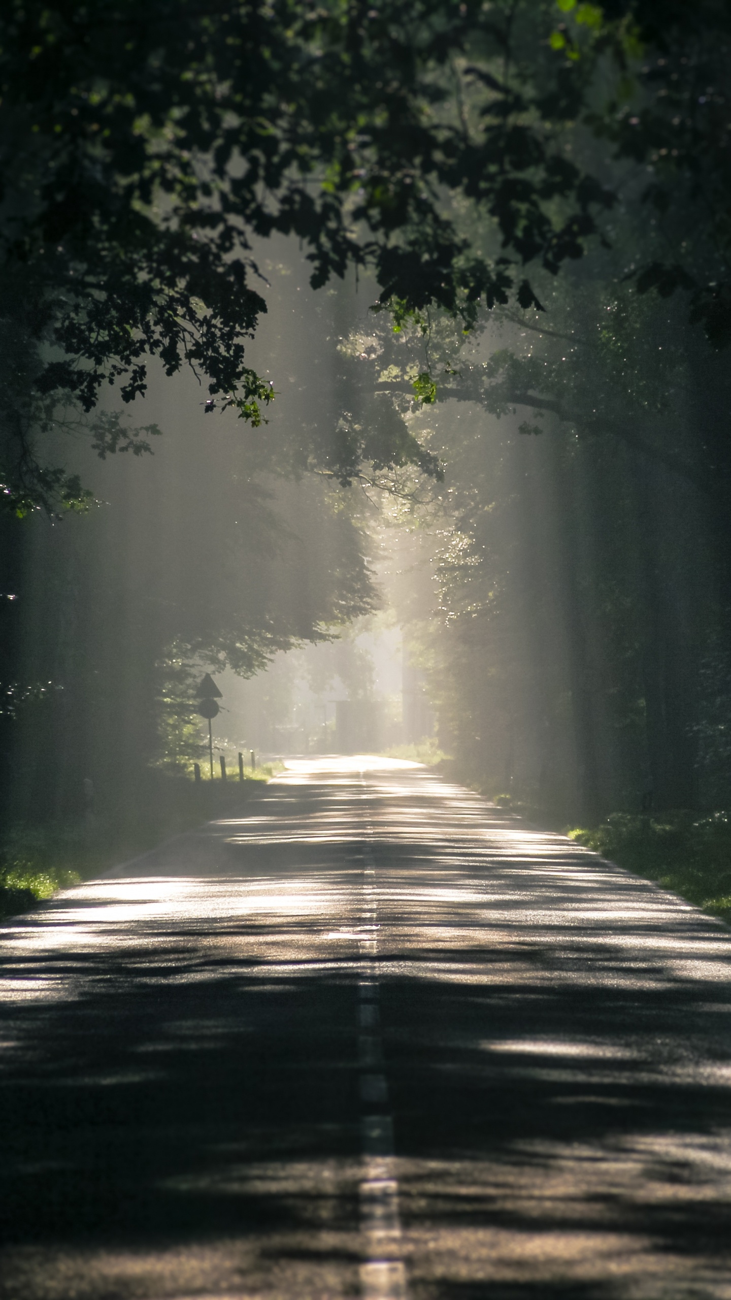Road, Nature, Green, Sunlight, Tree. Wallpaper in 1440x2560 Resolution