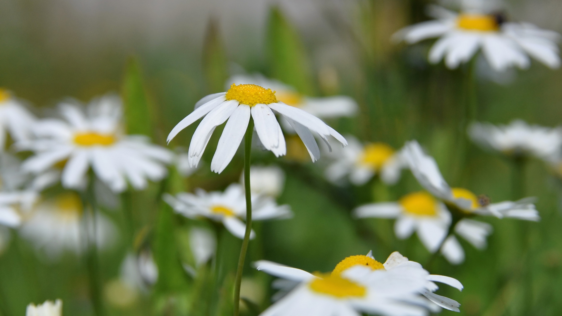 White and Yellow Flower in Tilt Shift Lens. Wallpaper in 1920x1080 Resolution