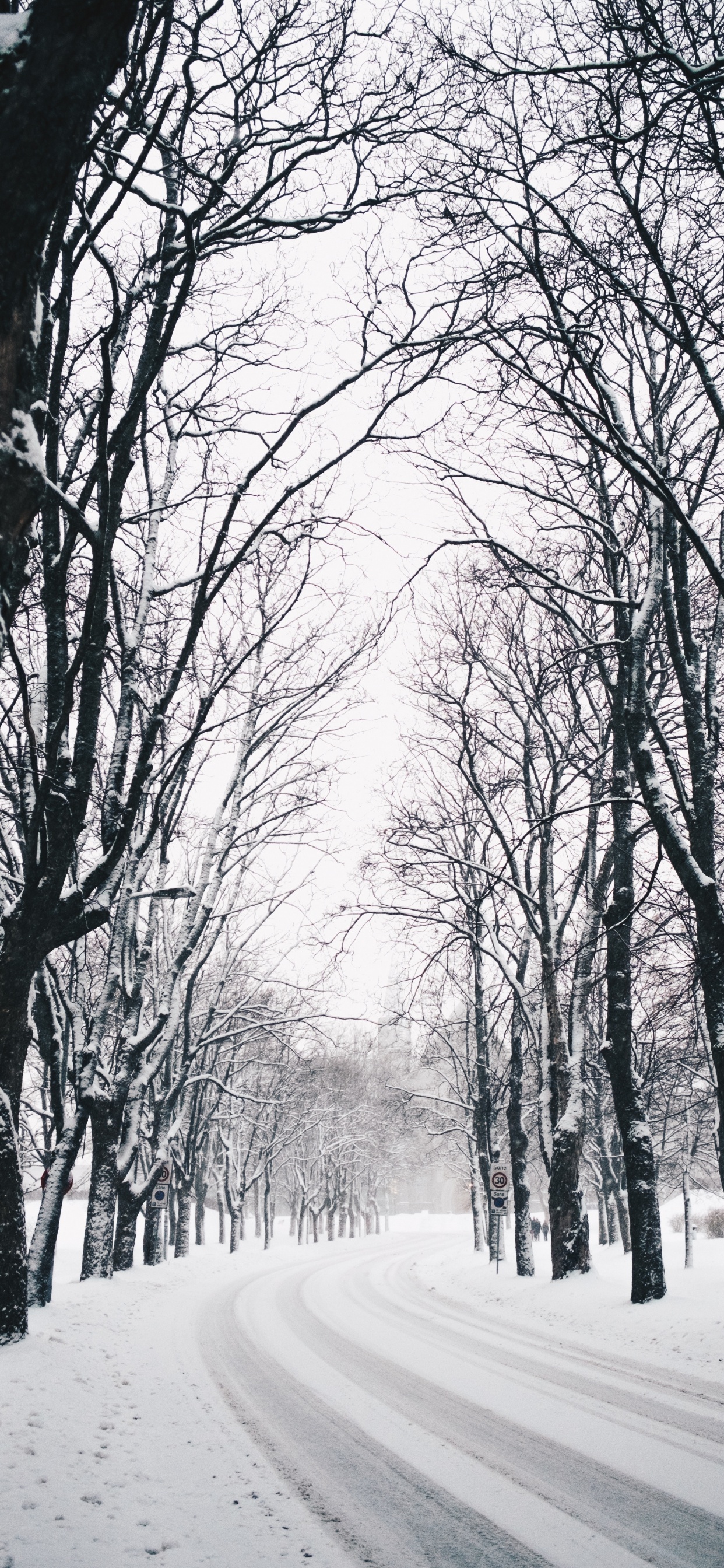 Hiver, Nature, Paysage Naturel, Saison, Forêt. Wallpaper in 1242x2688 Resolution