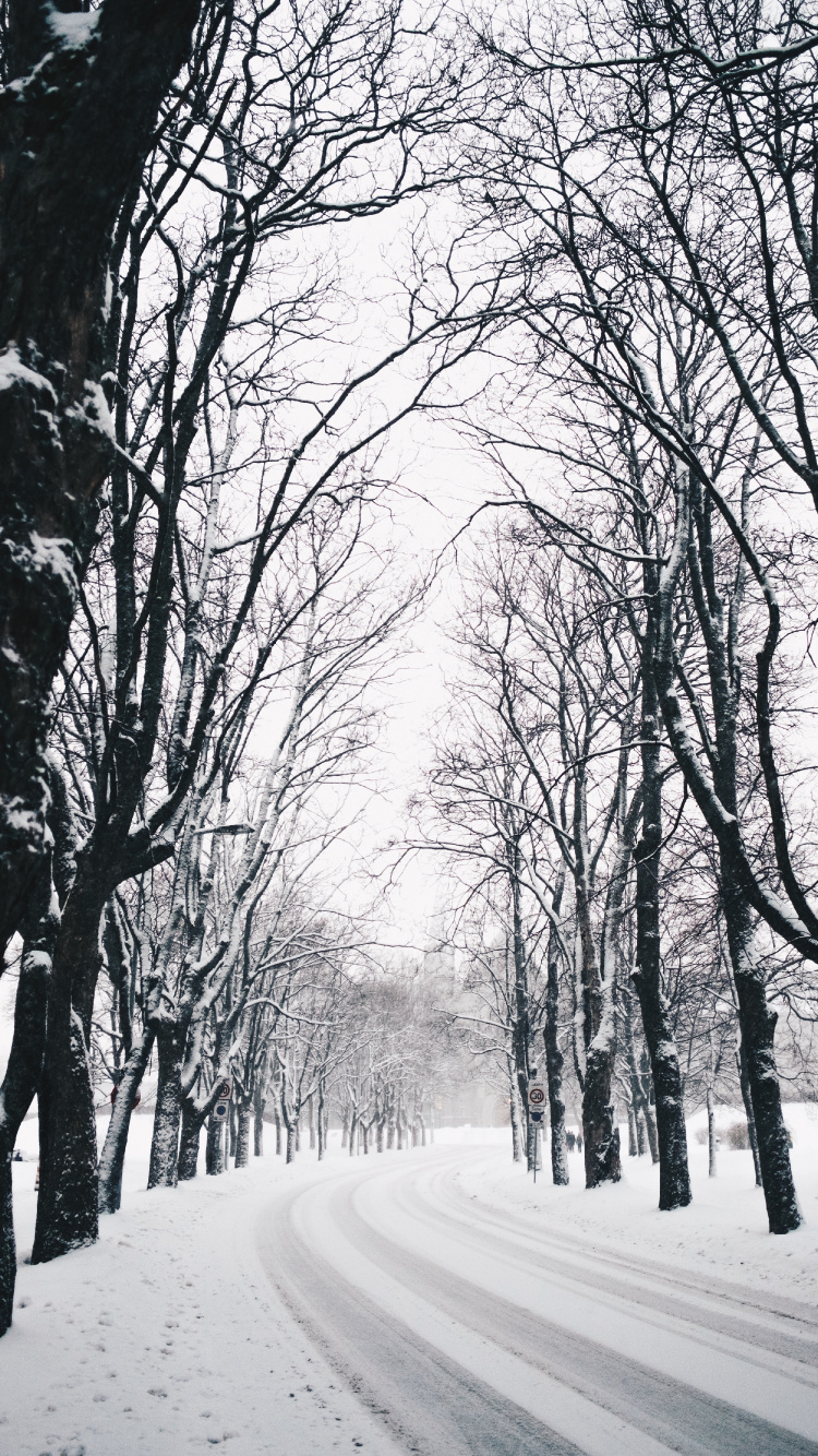 Hiver, Nature, Paysage Naturel, Saison, Forêt. Wallpaper in 750x1334 Resolution
