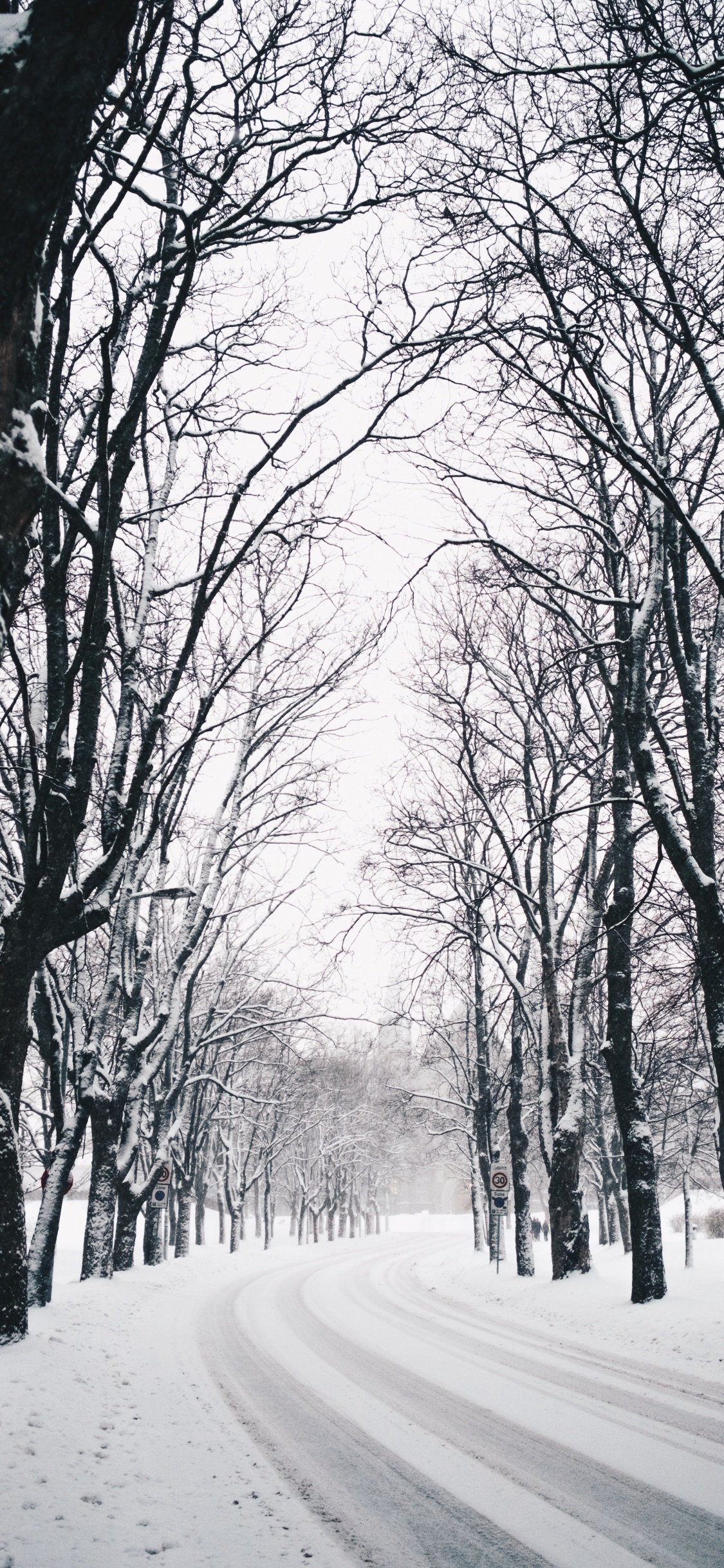 Winter, Baum, Natur, Naturlandschaft, Branch. Wallpaper in 1125x2436 Resolution