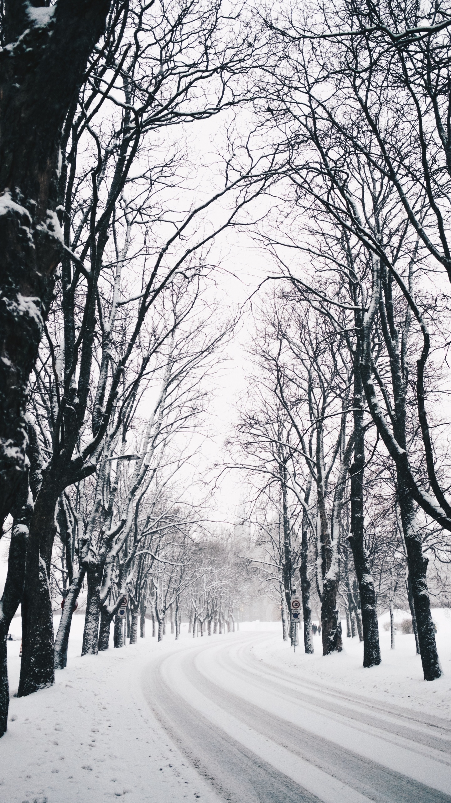 Winter, Baum, Natur, Naturlandschaft, Branch. Wallpaper in 1440x2560 Resolution