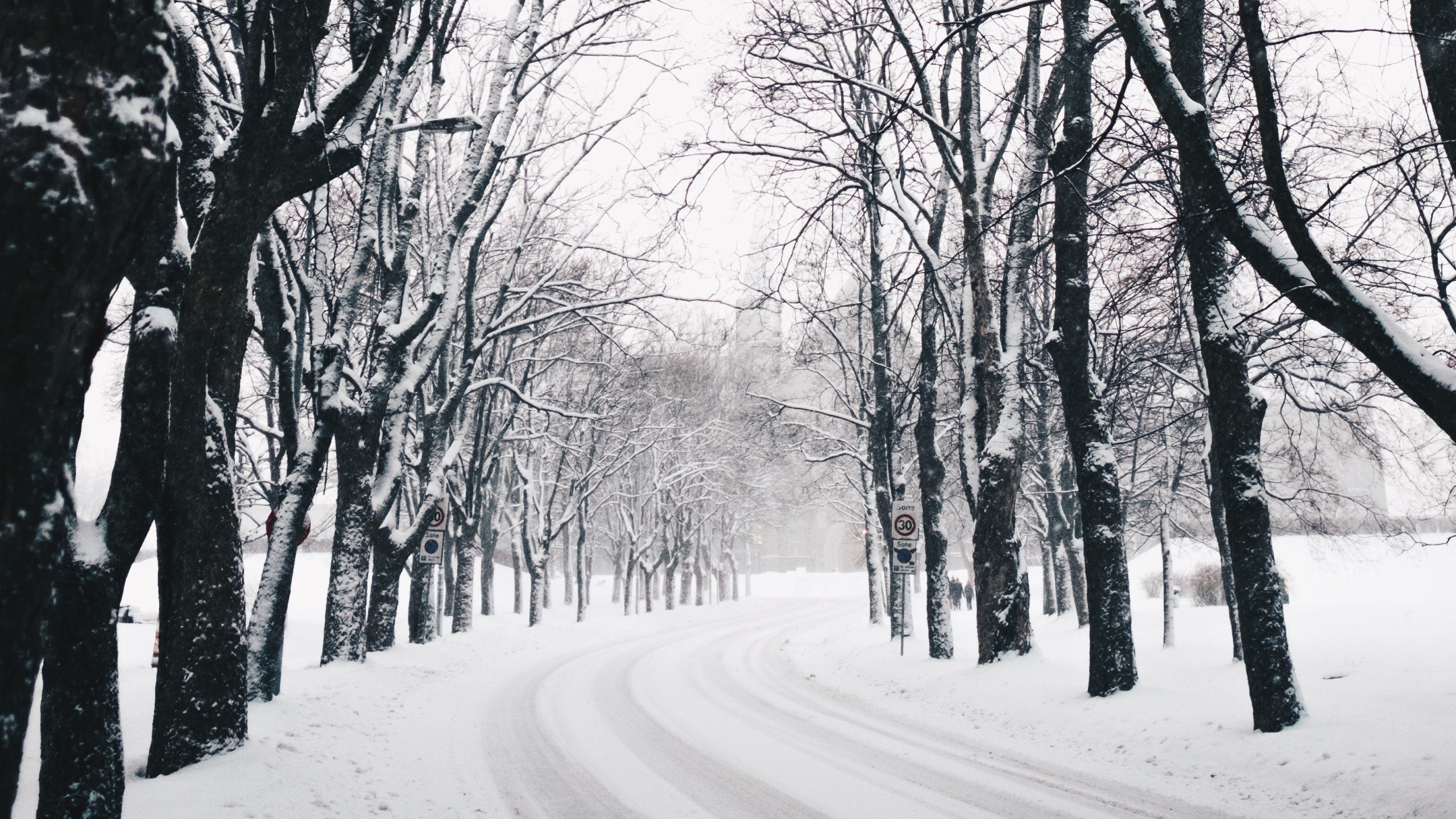Winter, Baum, Natur, Naturlandschaft, Branch. Wallpaper in 2560x1440 Resolution