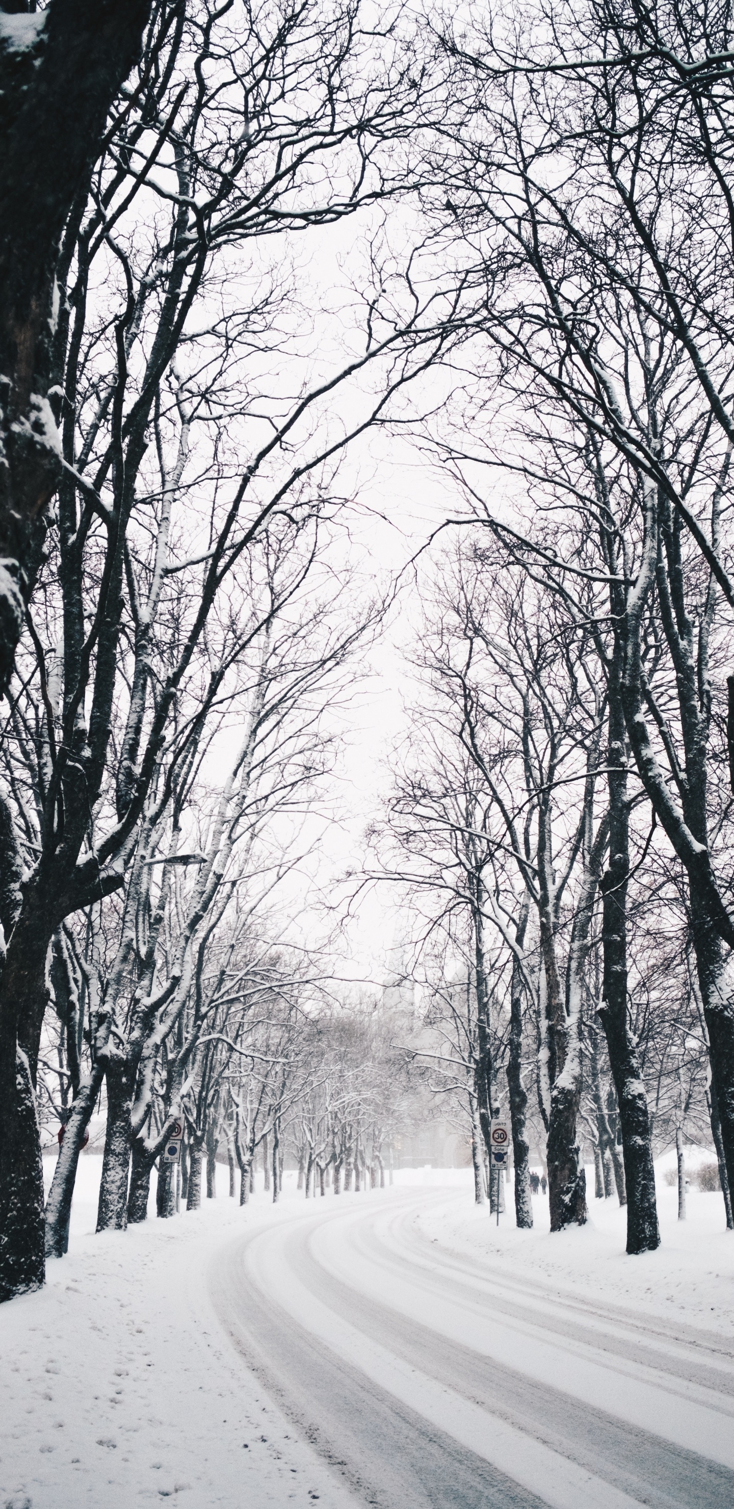 Winter, Tree, Nature, Natural Landscape, Branch. Wallpaper in 1440x2960 Resolution