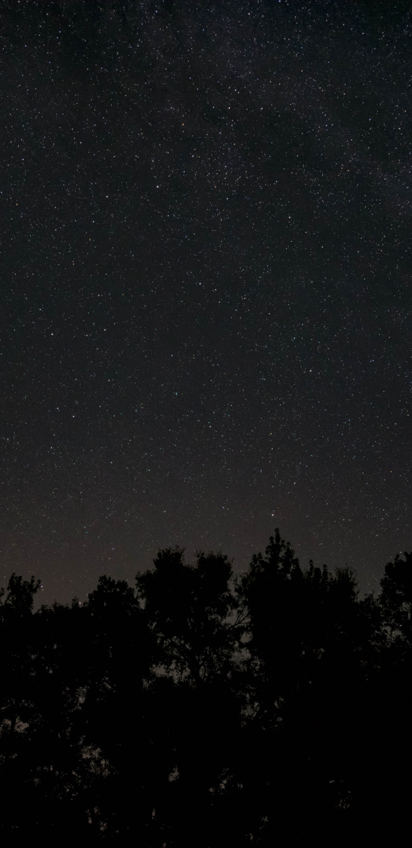 Nacht, Schwarz, Atmosphäre, Baum, Stern. Wallpaper in 1440x2960 Resolution