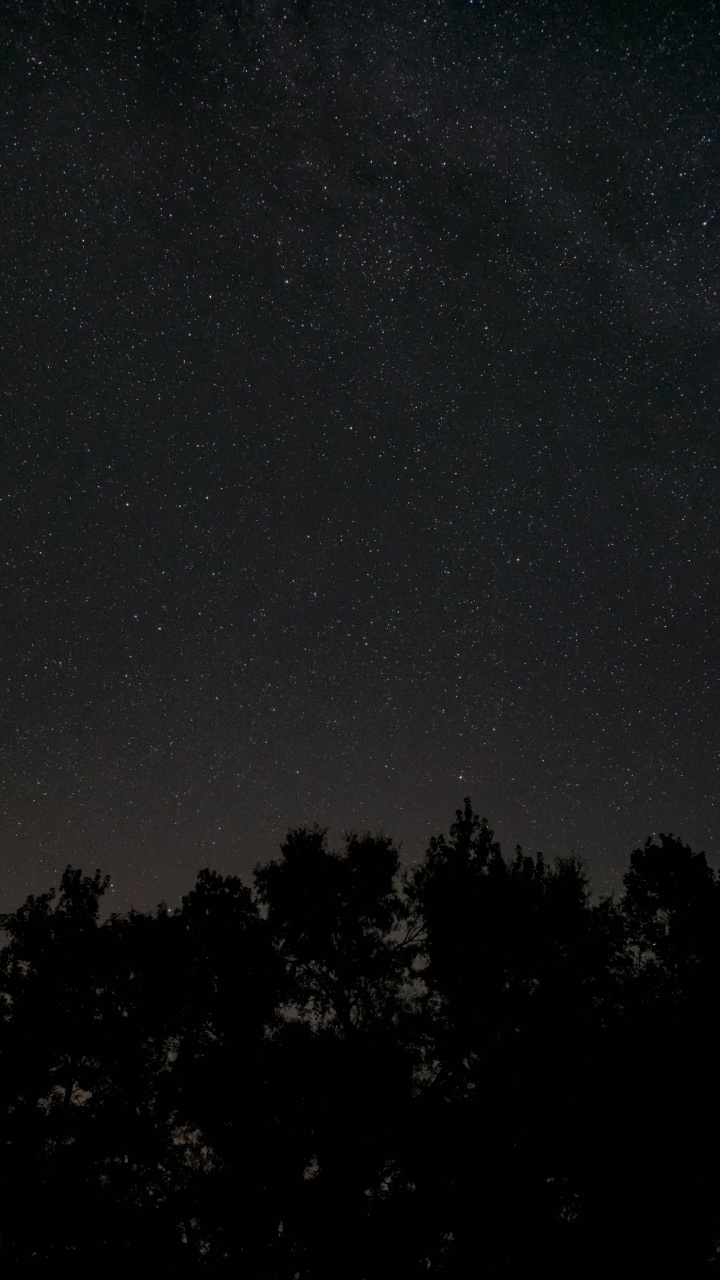 Night, Darkness, Black, Atmosphere, Tree. Wallpaper in 720x1280 Resolution