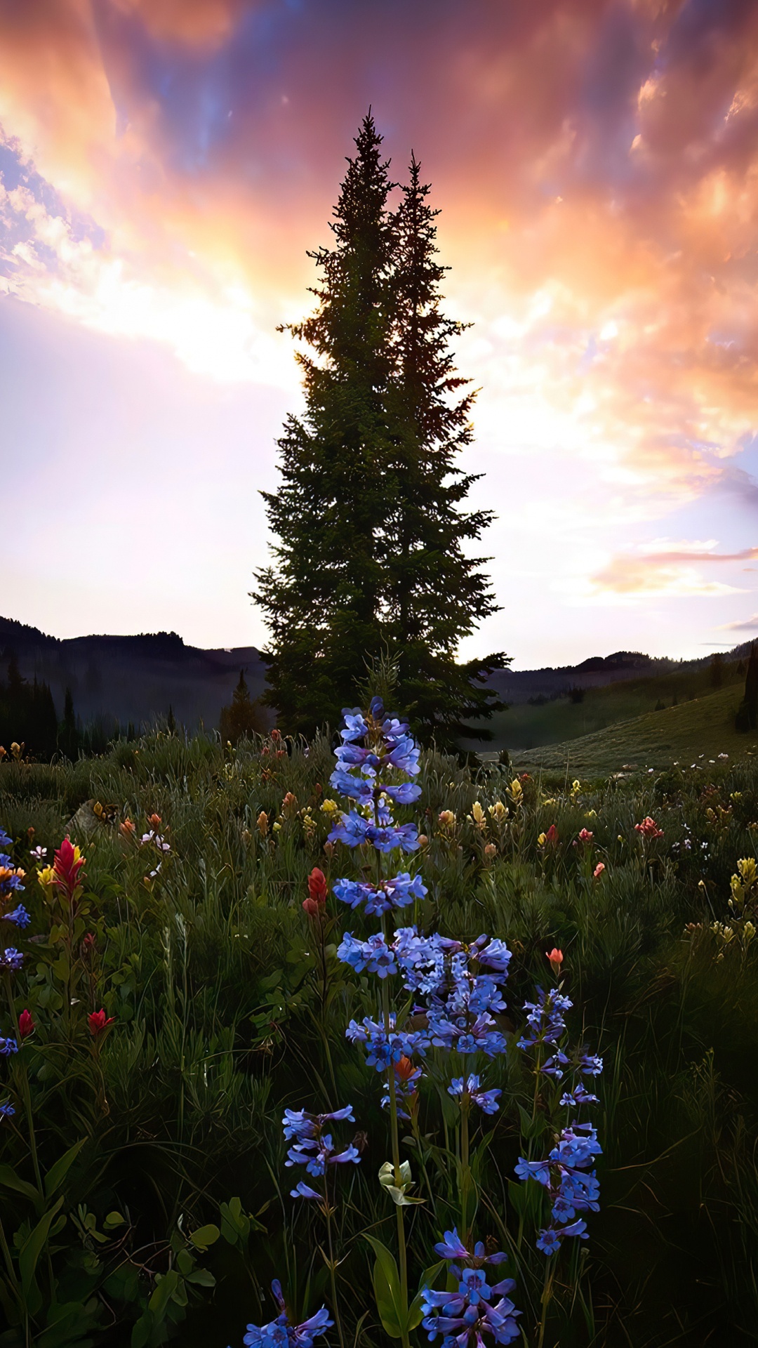 Cloud, Flower, Plant, Natural Landscape, Tree. Wallpaper in 1080x1920 Resolution