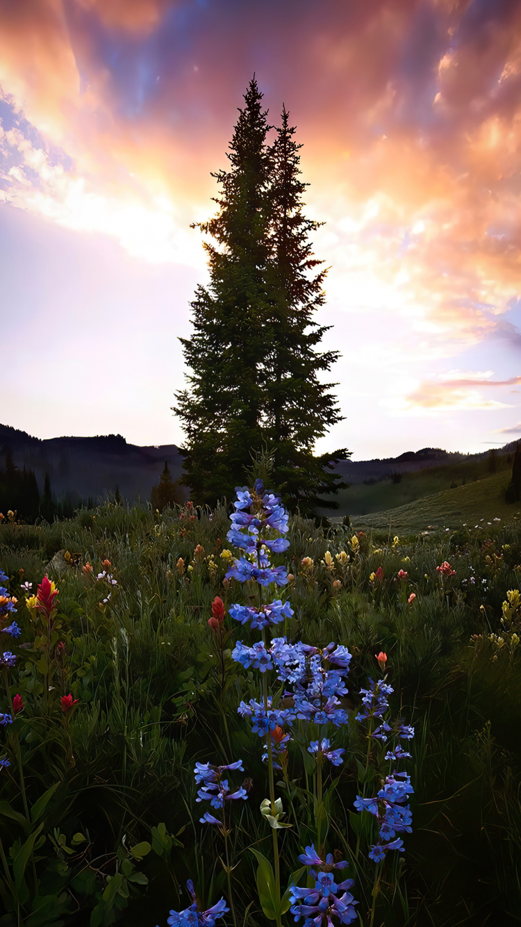Cloud, Naturlandschaft, Baum, Gras, Biome. Wallpaper in 750x1334 Resolution