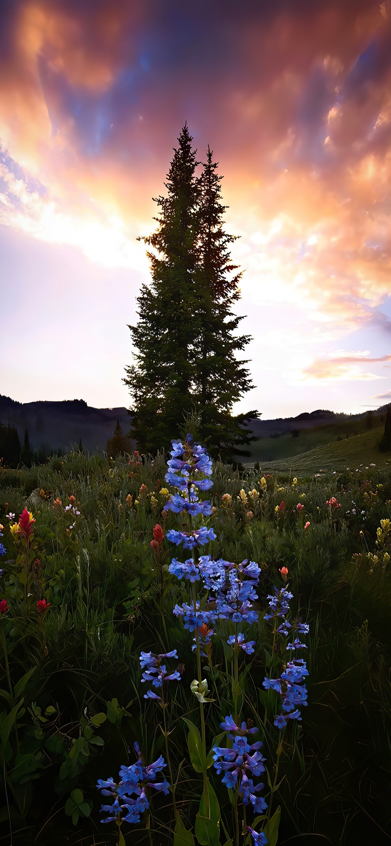 Paysage Naturel, Biome, Plante Terrestre. Wallpaper in 1242x2688 Resolution