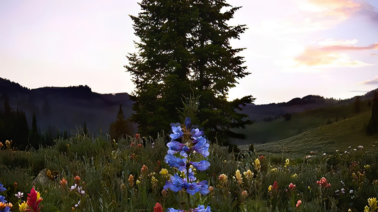 Paysage Naturel, Biome, Plante Terrestre. Wallpaper in 1280x720 Resolution