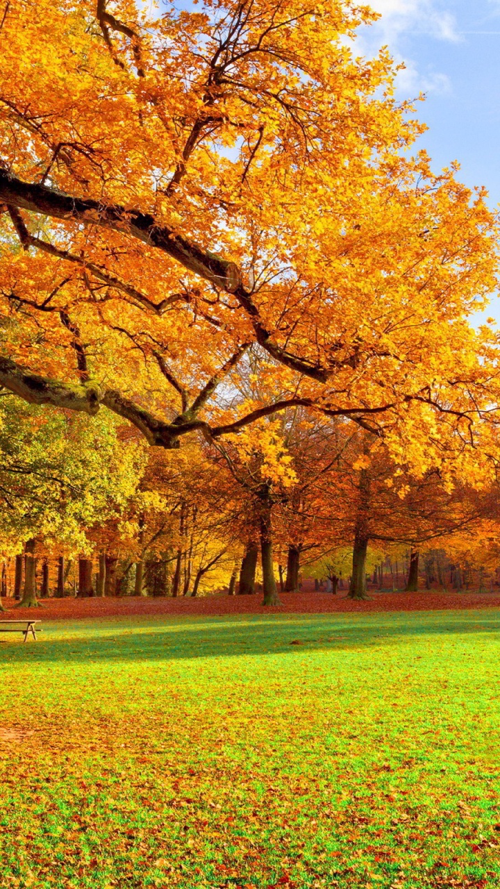 Arbres à Feuilles Jaunes Sur Terrain D'herbe Verte Pendant la Journée. Wallpaper in 720x1280 Resolution