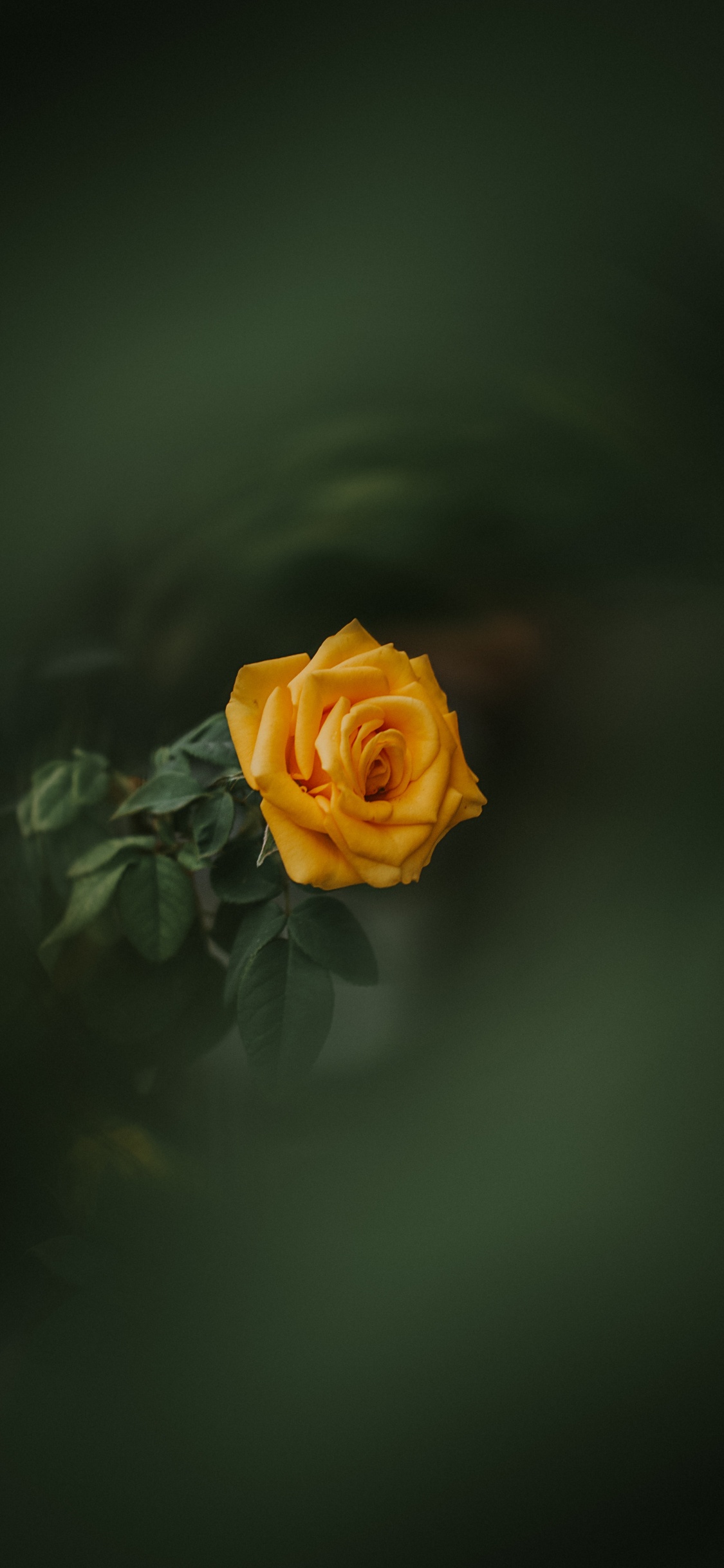 Yellow Rose in Bloom Close up Photo. Wallpaper in 1125x2436 Resolution