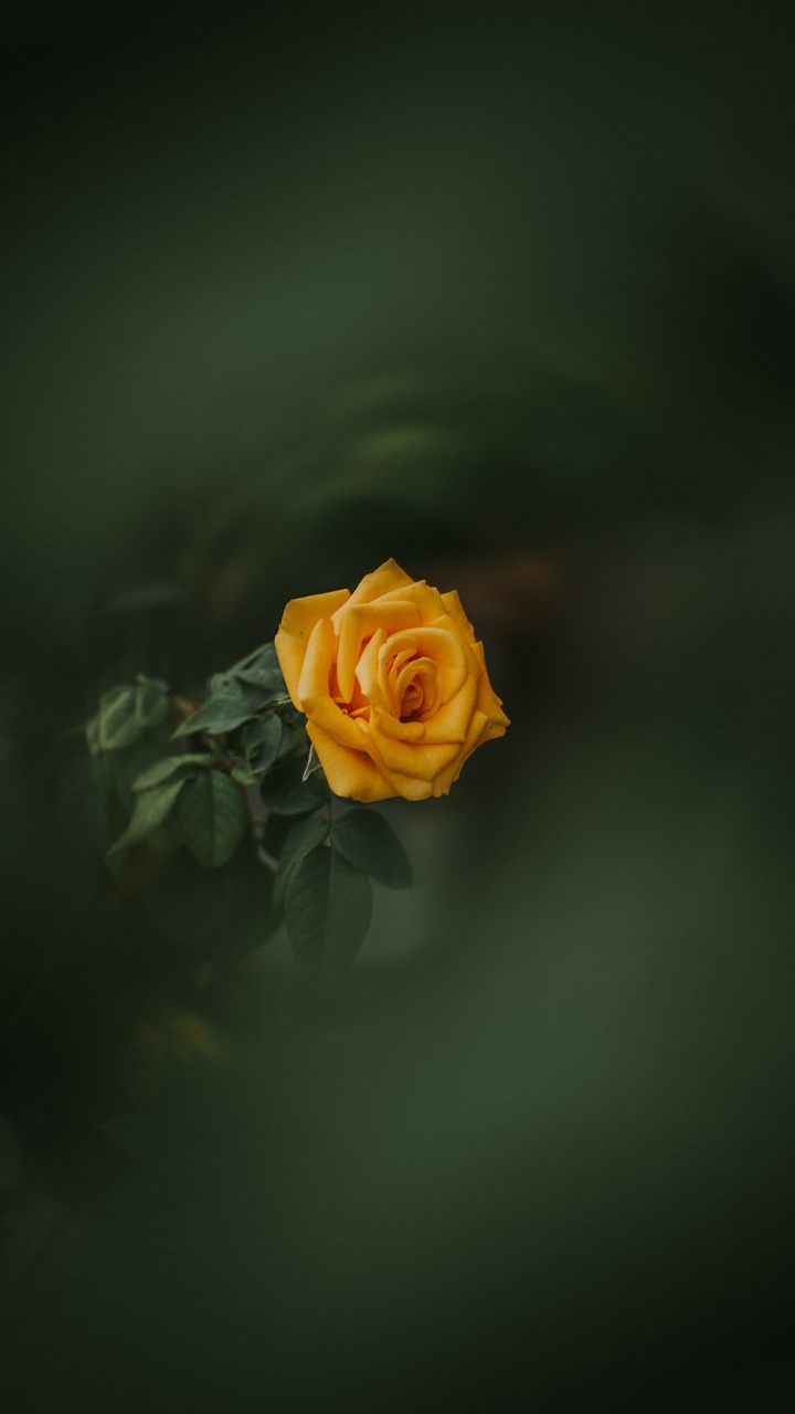 Rose Jaune en Fleur Photo en Gros Plan. Wallpaper in 720x1280 Resolution