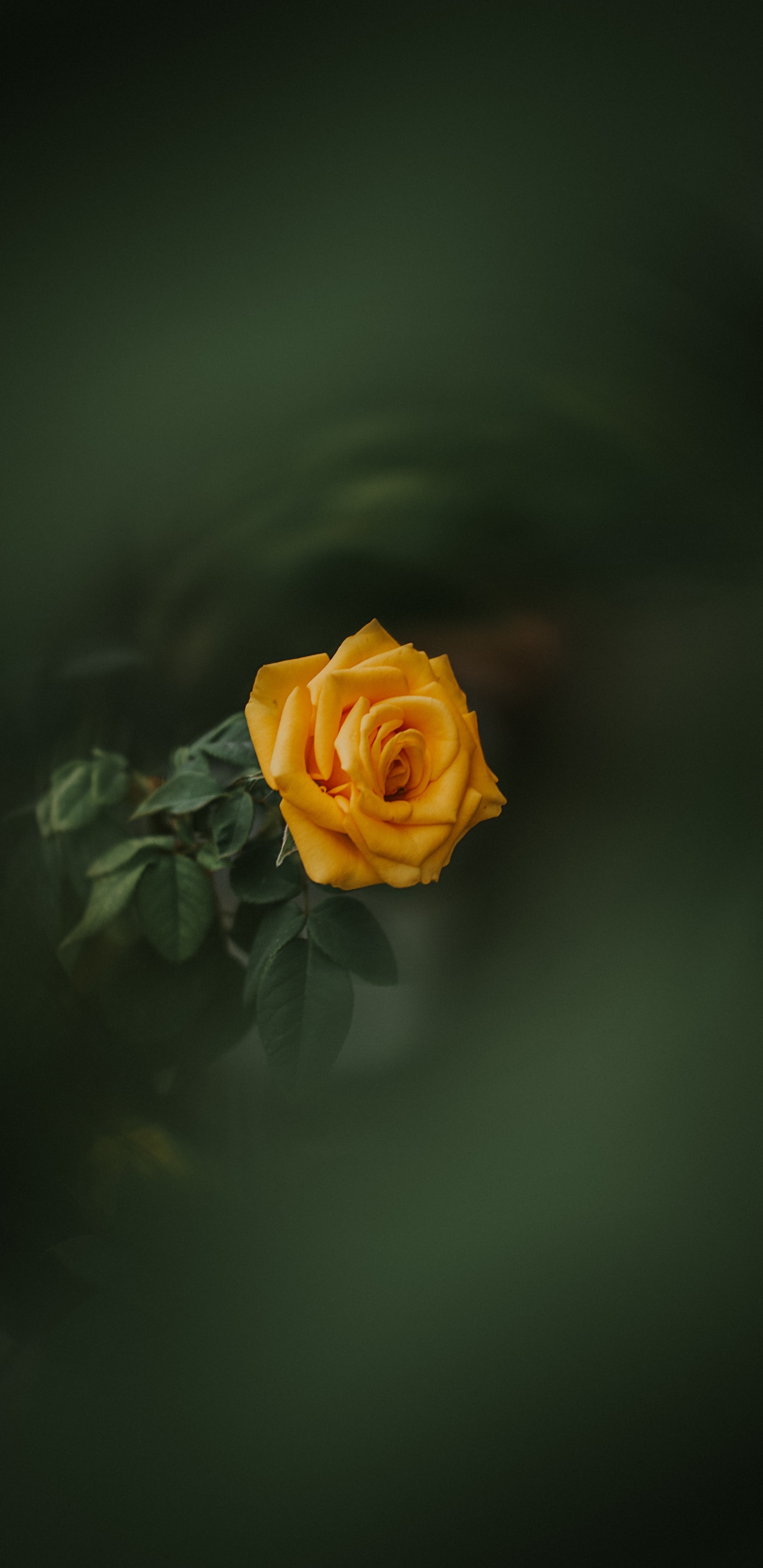 Rosa Amarilla en Flor Cerrar Foto. Wallpaper in 1440x2960 Resolution