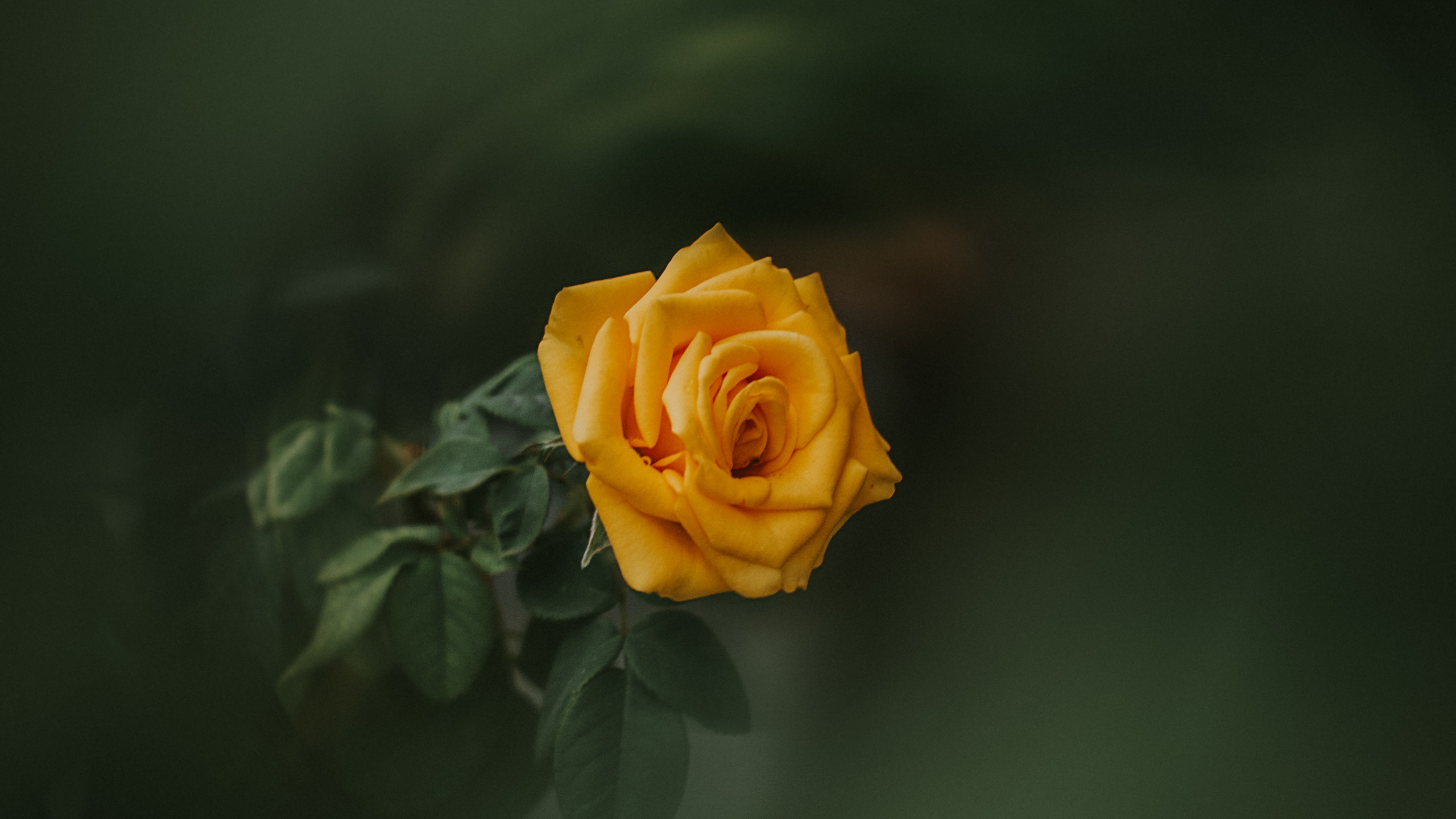 Rosa Amarilla en Flor Cerrar Foto. Wallpaper in 2560x1440 Resolution