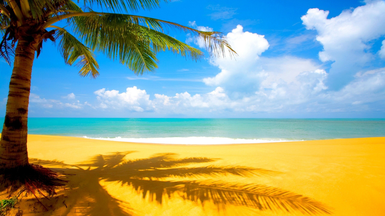 Coconut Tree on Beach Shore During Daytime. Wallpaper in 1280x720 Resolution