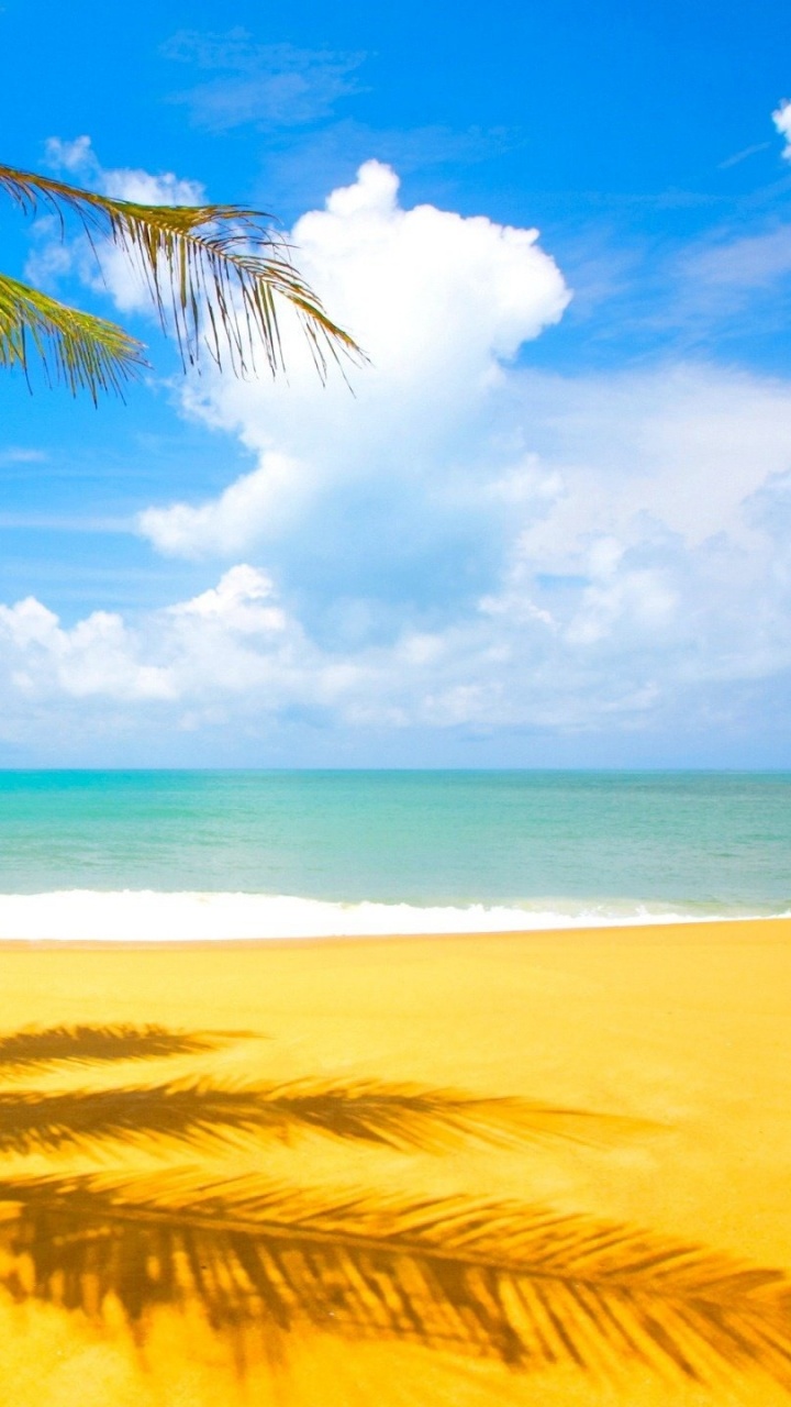 Cocotier Sur la Plage Pendant la Journée. Wallpaper in 720x1280 Resolution