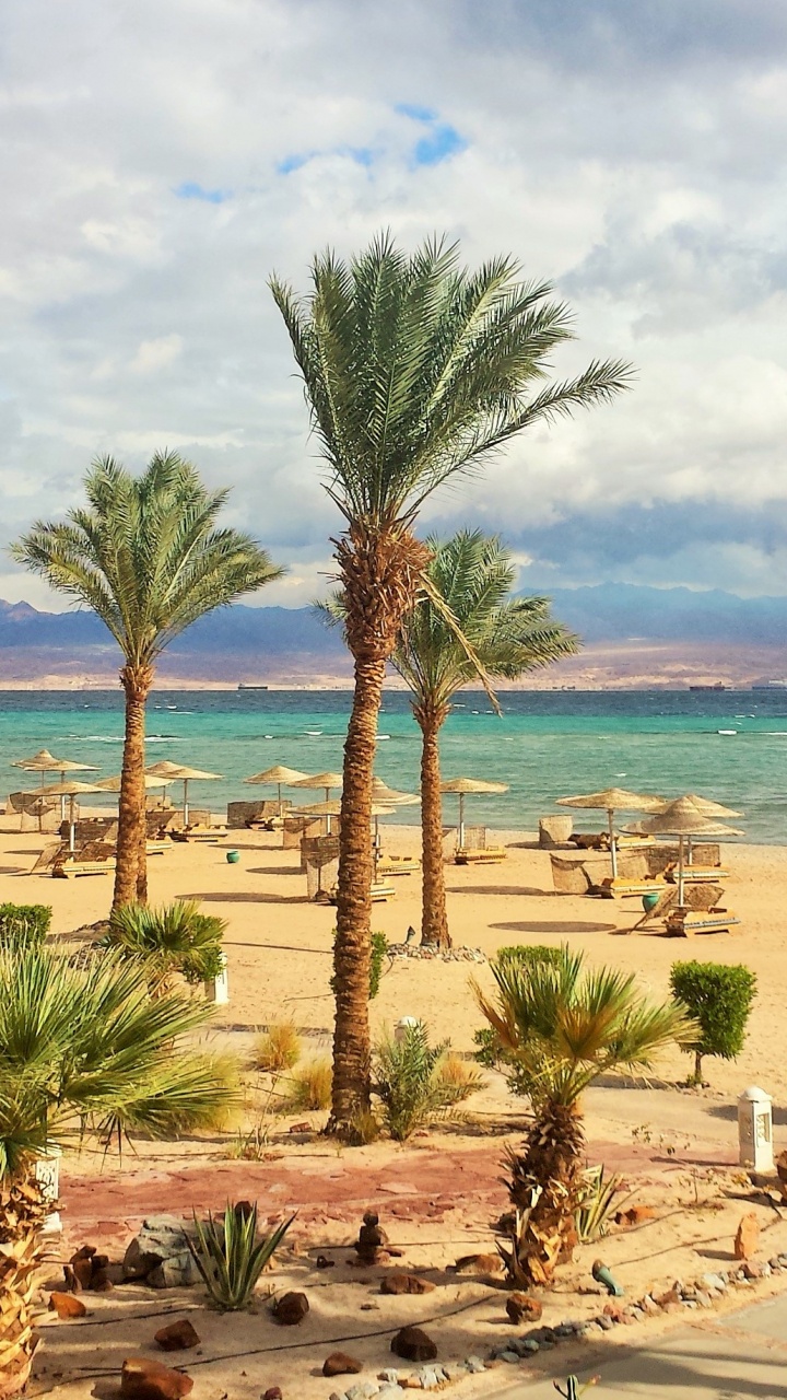 Green Palm Tree Near Beach During Daytime. Wallpaper in 720x1280 Resolution