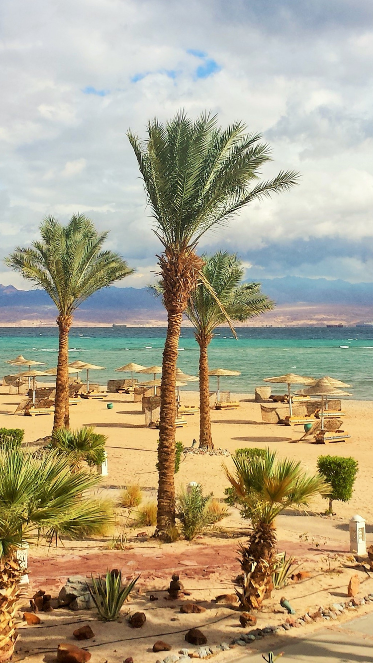 Green Palm Tree Near Beach During Daytime. Wallpaper in 750x1334 Resolution