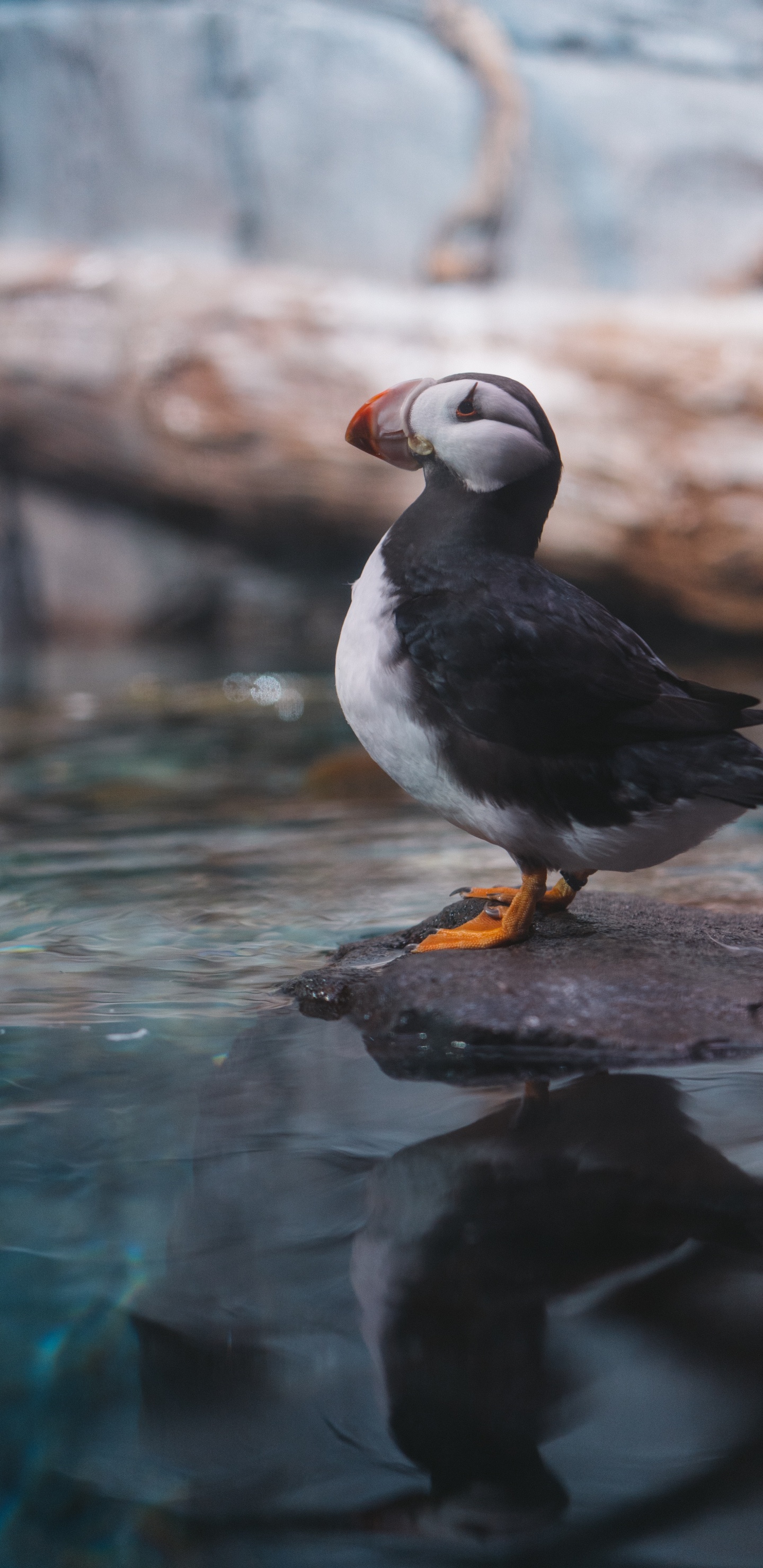 Oiseau Blanc et Noir Sur la Roche Brune. Wallpaper in 1440x2960 Resolution