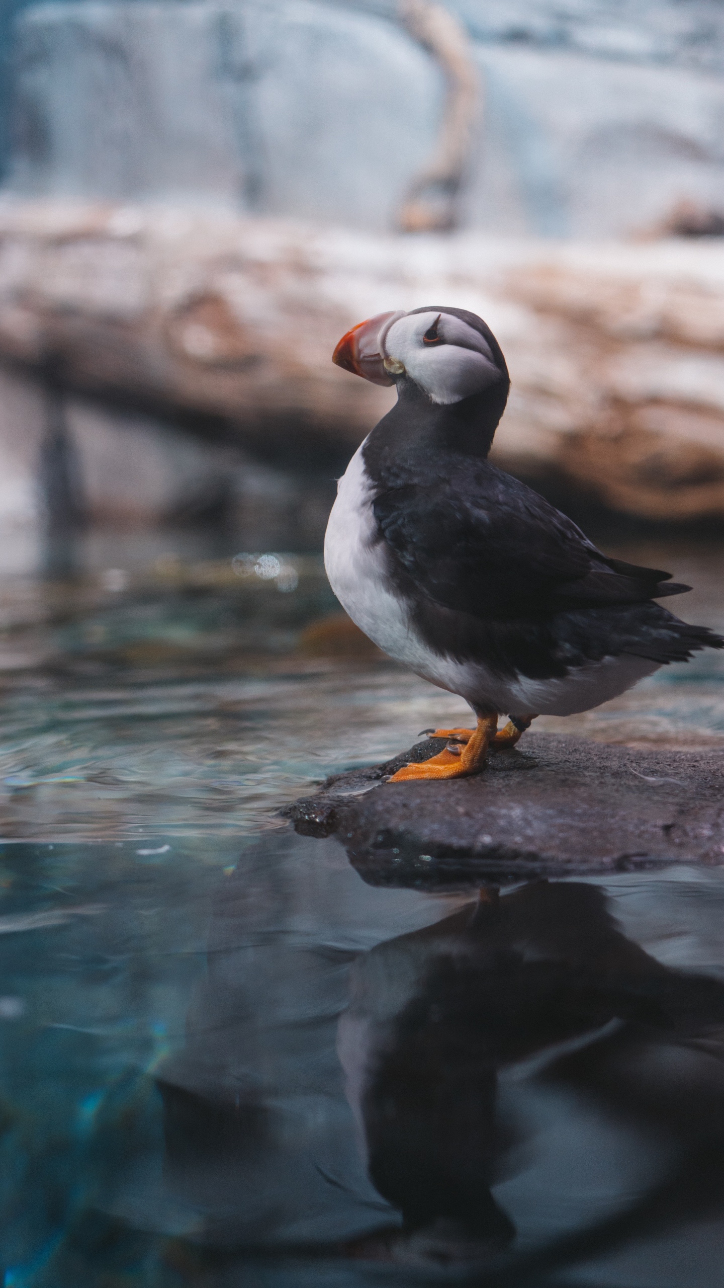 White and Black Bird on Brown Rock. Wallpaper in 1440x2560 Resolution