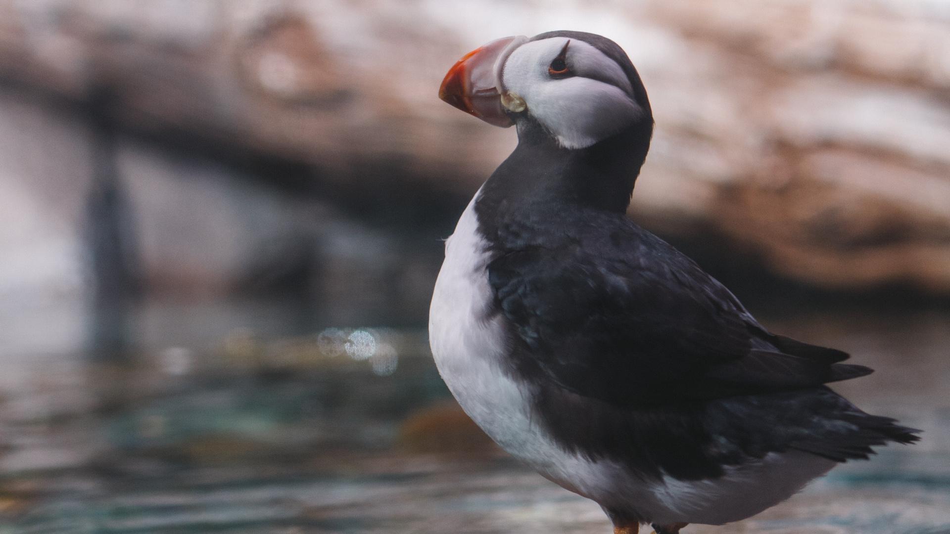 White and Black Bird on Brown Rock. Wallpaper in 1920x1080 Resolution