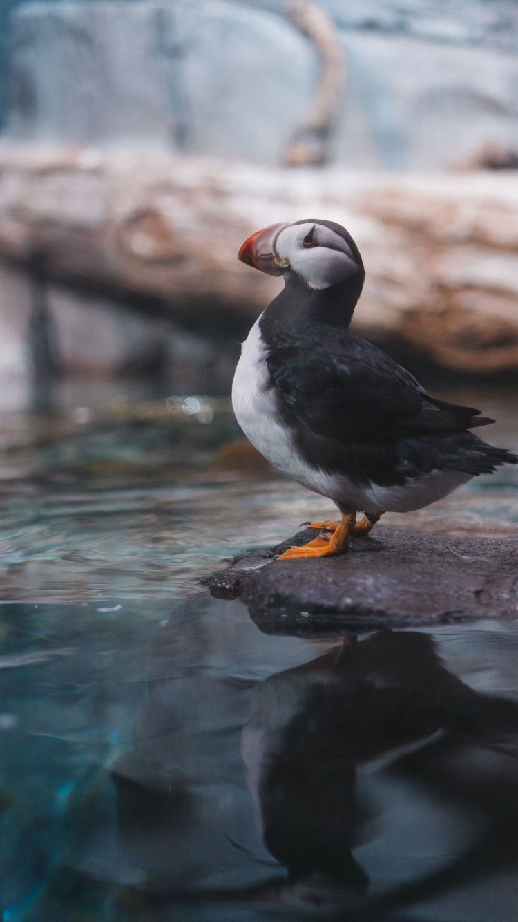 White and Black Bird on Brown Rock. Wallpaper in 750x1334 Resolution