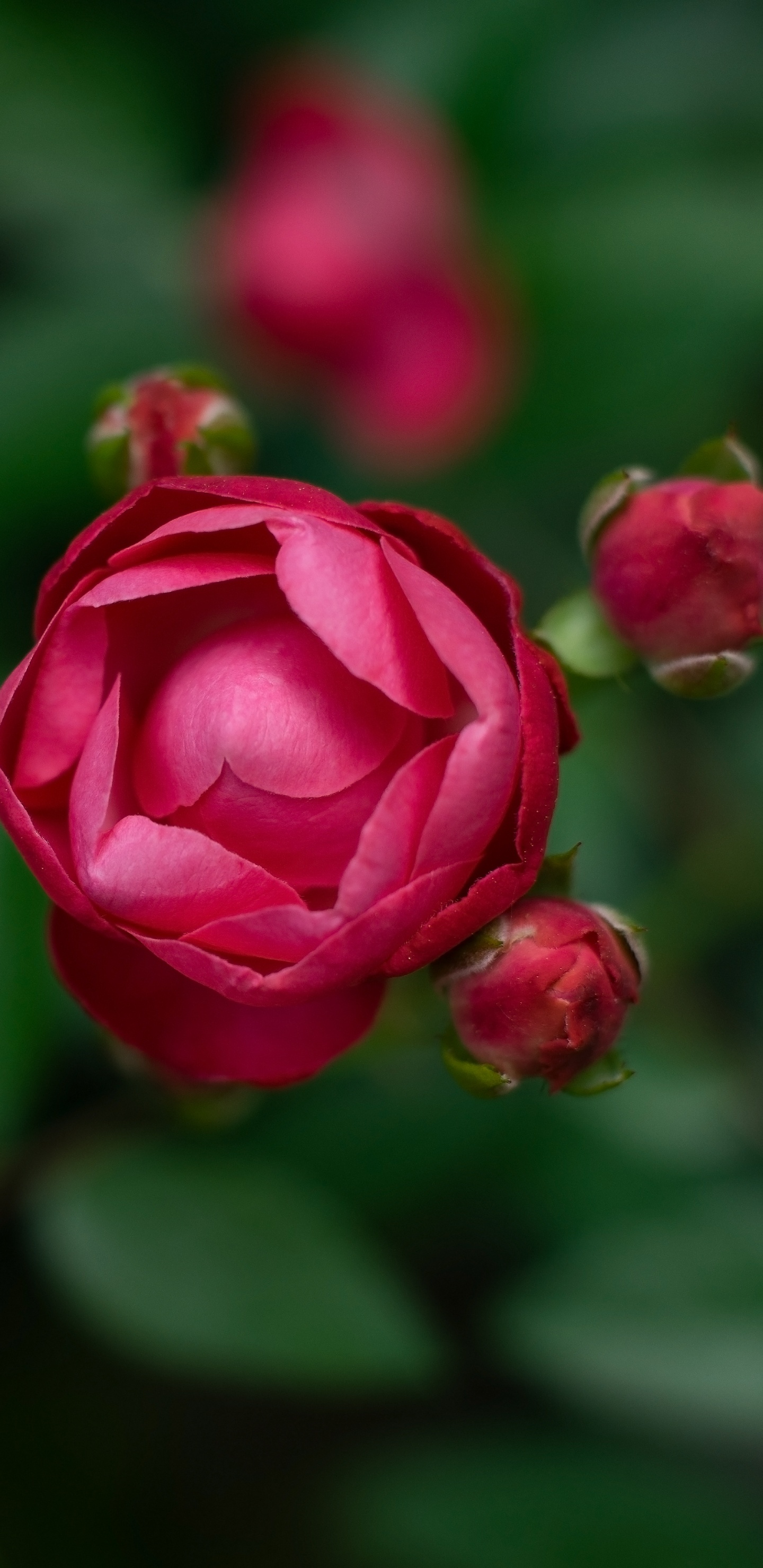 Rose Rose en Fleurs Pendant la Journée. Wallpaper in 1440x2960 Resolution