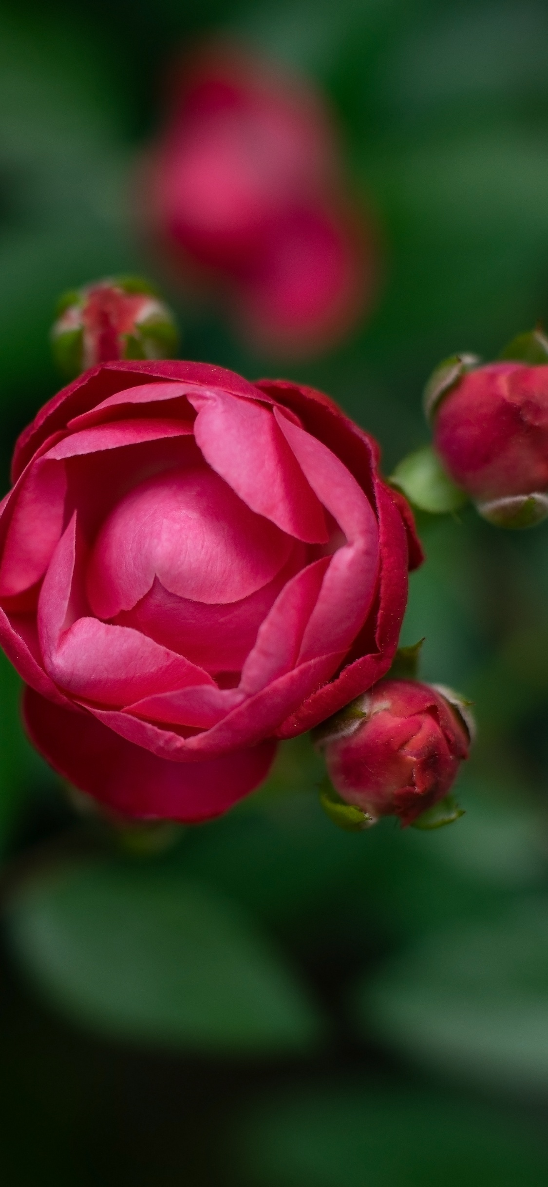 显花植物, 粉红色, 红色的, 玫瑰花园, 多花 壁纸 1125x2436 允许