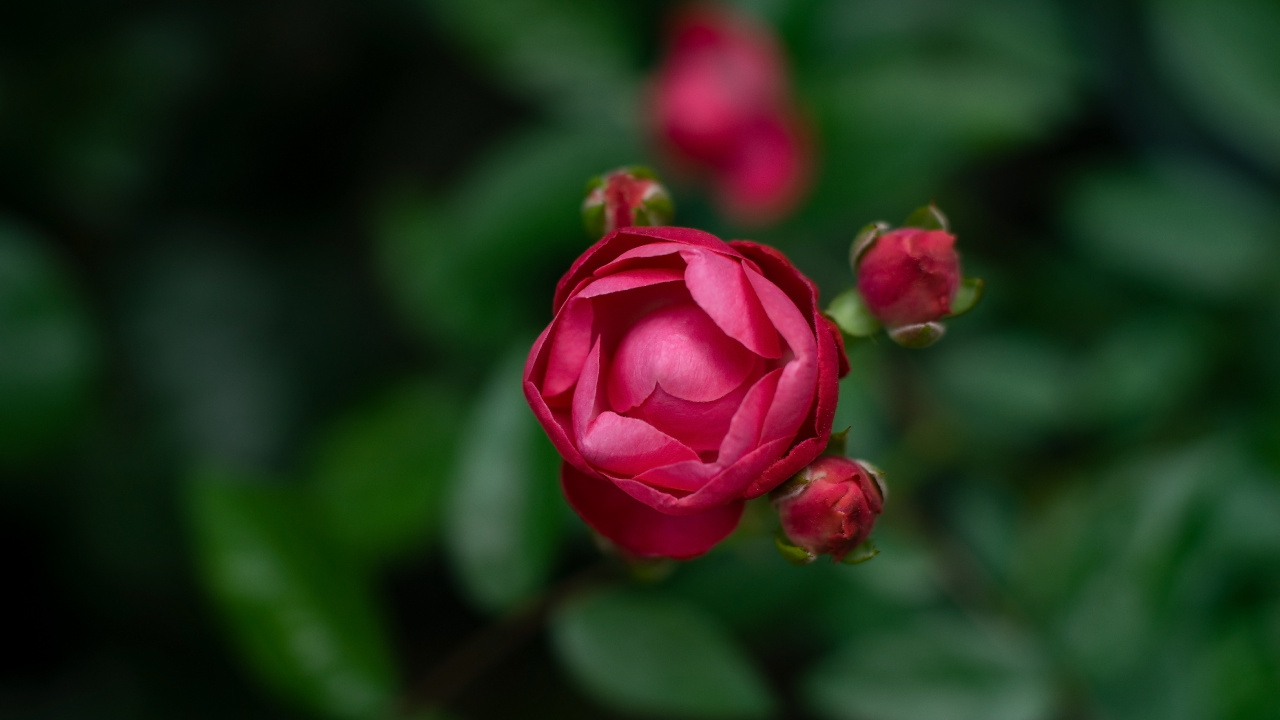 显花植物, 粉红色, 红色的, 玫瑰花园, 多花 壁纸 1280x720 允许