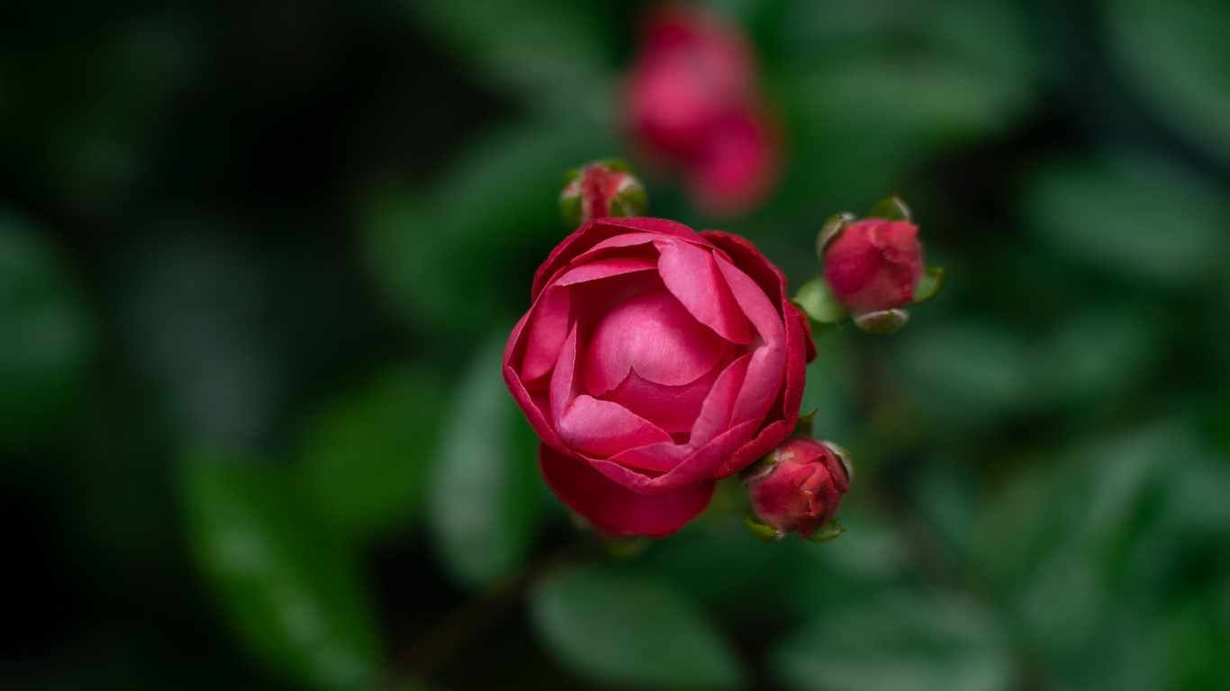 显花植物, 粉红色, 红色的, 玫瑰花园, 多花 壁纸 1366x768 允许