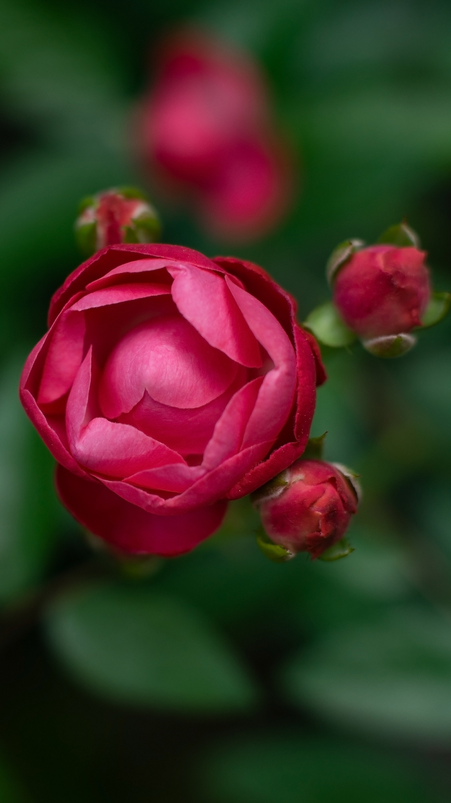 显花植物, 粉红色, 红色的, 玫瑰花园, 多花 壁纸 1440x2560 允许