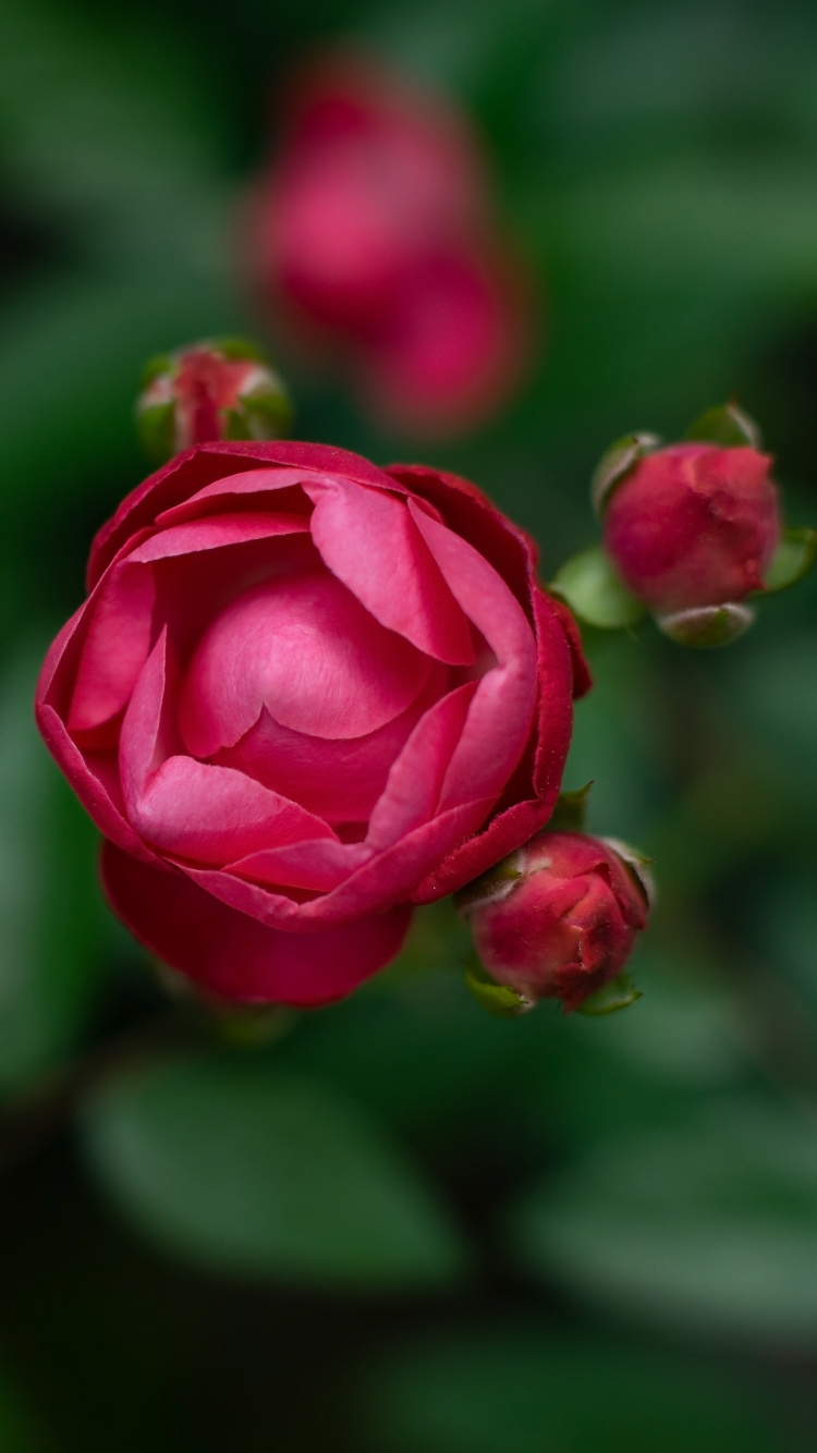 显花植物, 粉红色, 红色的, 玫瑰花园, 多花 壁纸 750x1334 允许
