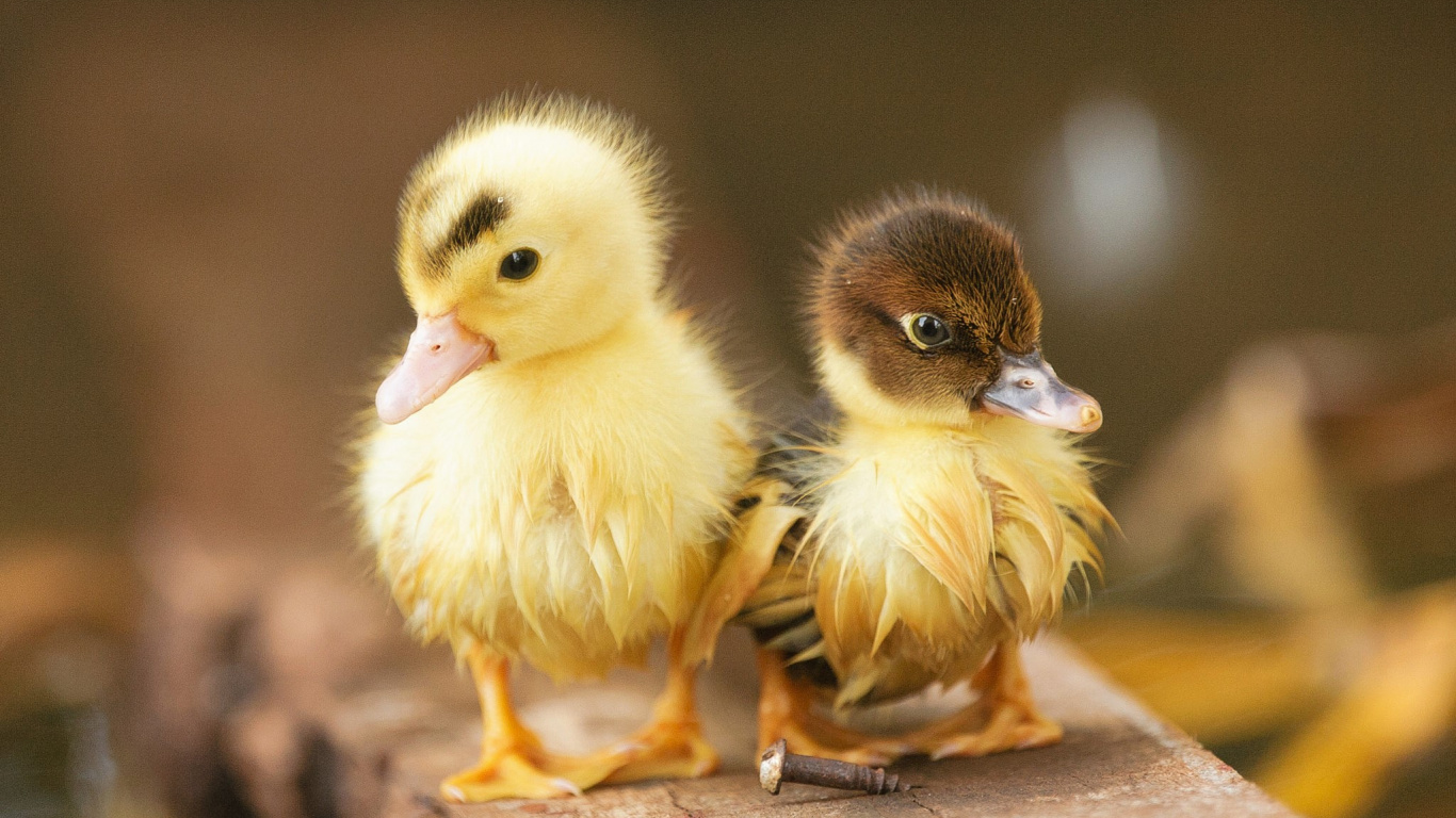 Two Yellow Ducklings on Brown Wooden Surface. Wallpaper in 1366x768 Resolution