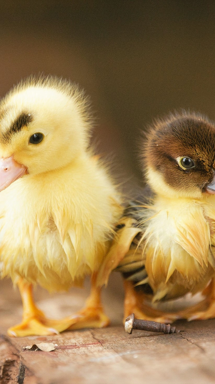 Dos Patitos Amarillos Sobre Superficie de Madera Marrón. Wallpaper in 750x1334 Resolution