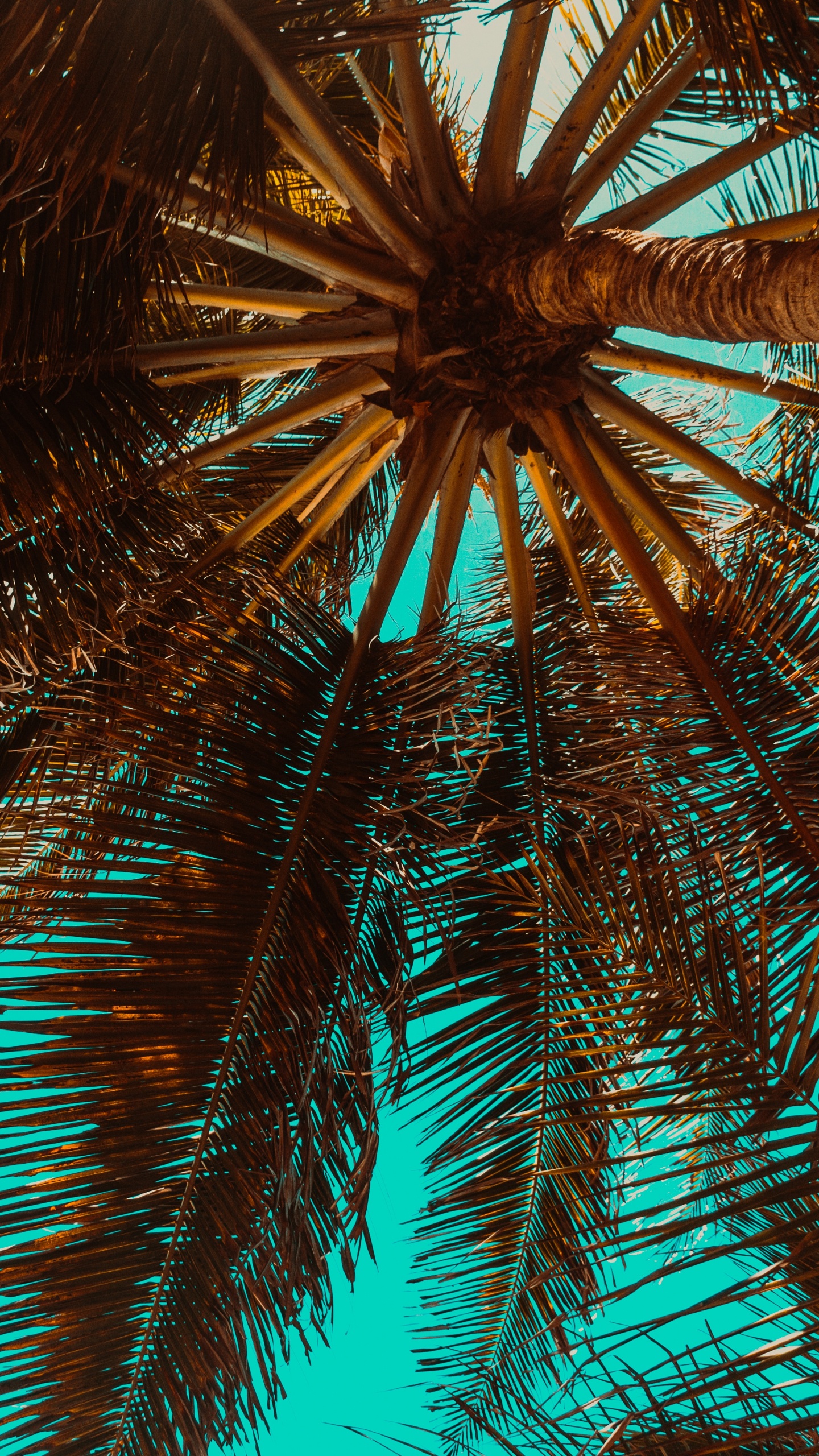 Palmera Verde Bajo un Cielo Azul Durante el Día. Wallpaper in 1440x2560 Resolution